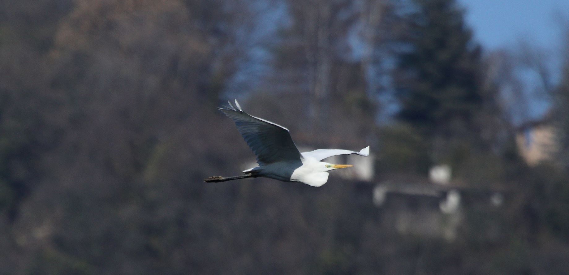 major white 29-01-2022