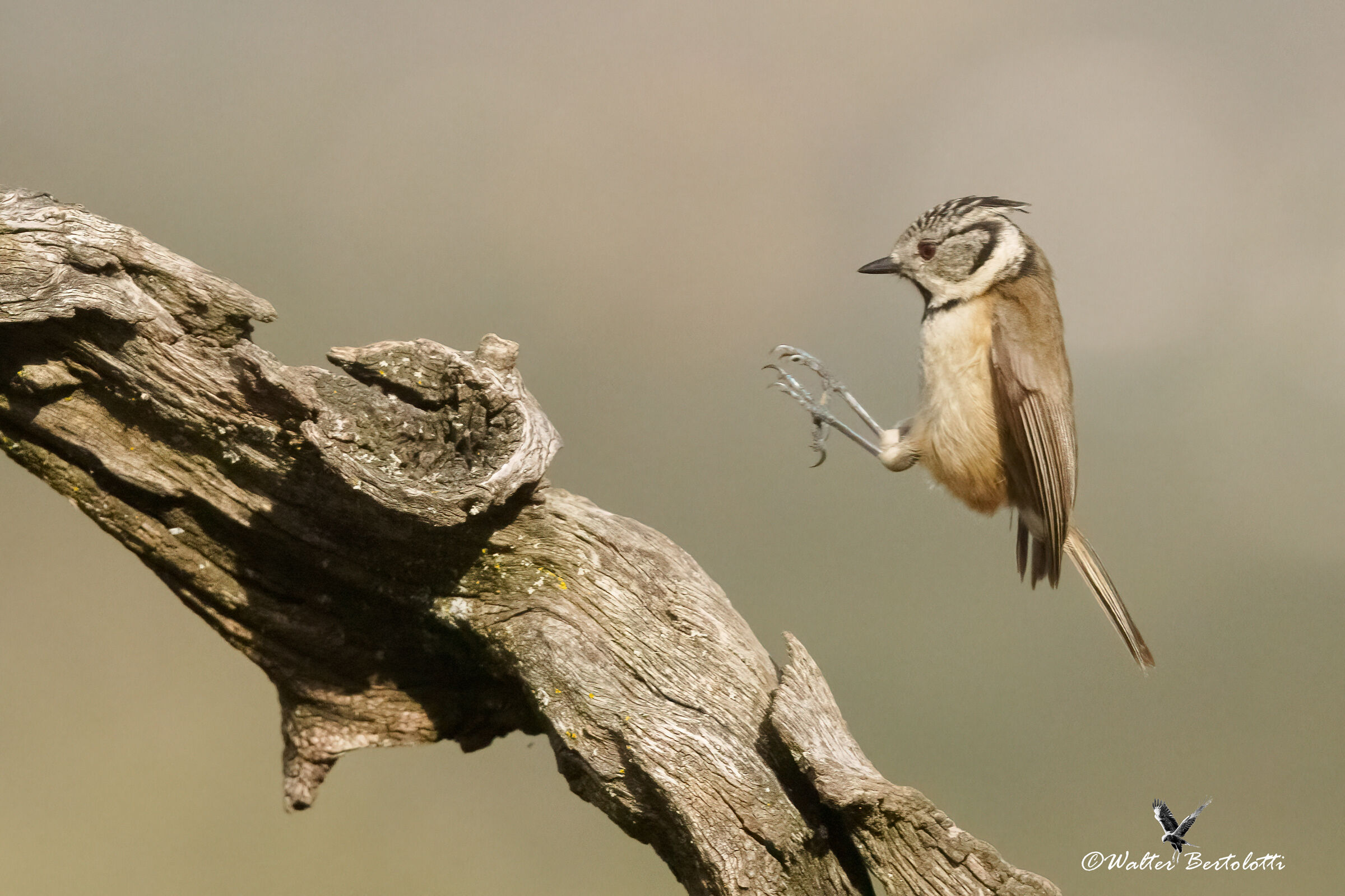 la piccola principessina