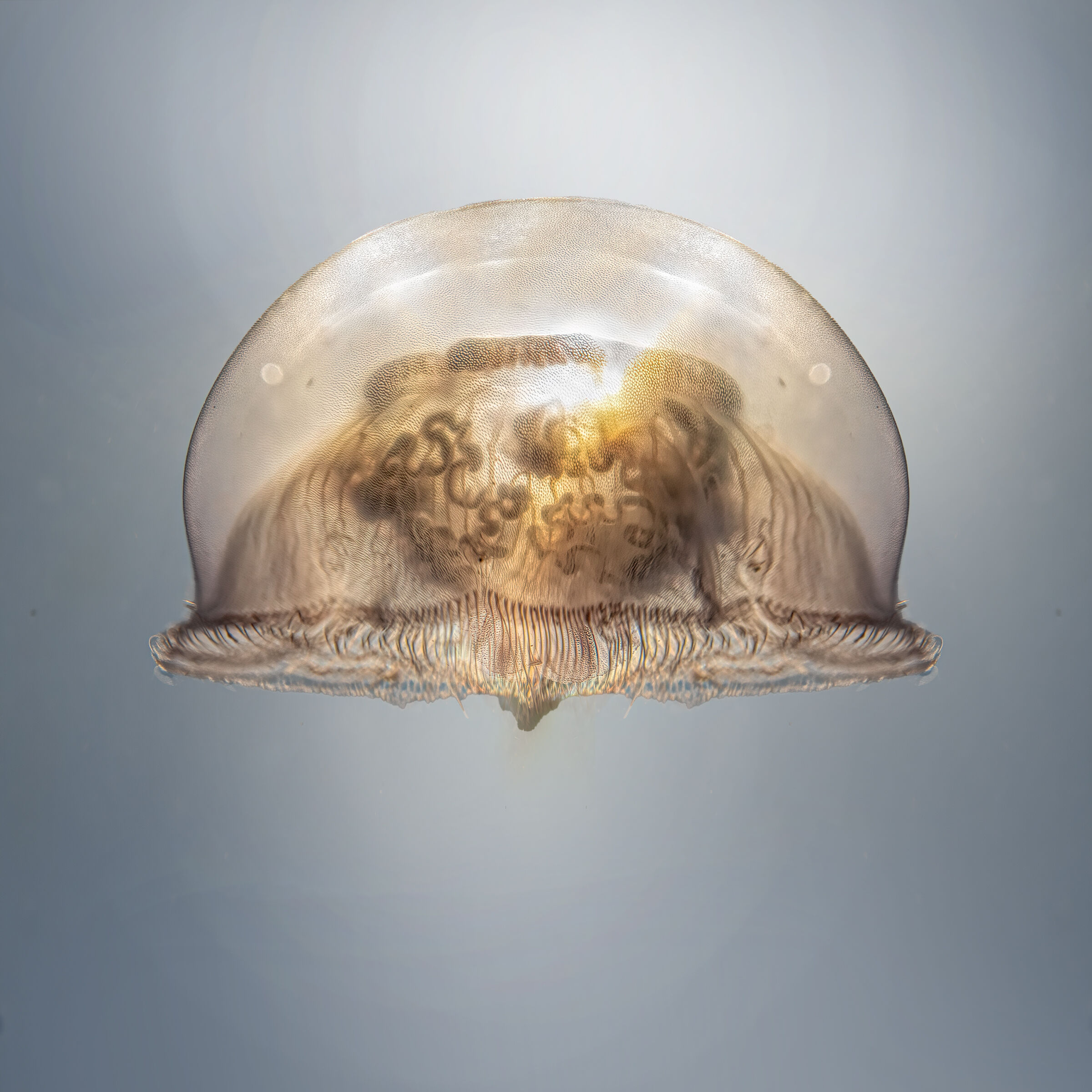 Cotylorhiza tuberculata & Cesenatico