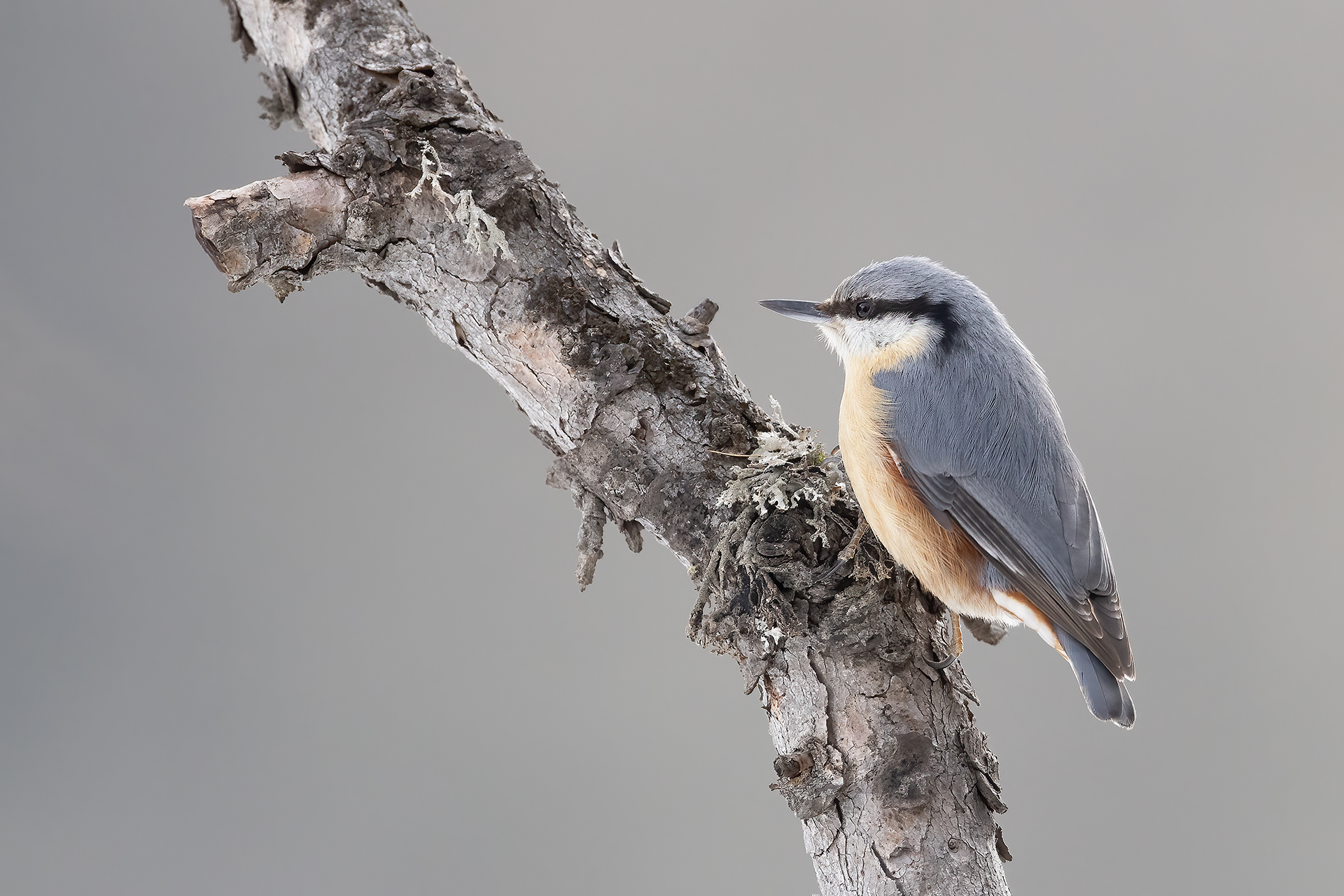 Wood nuthatch