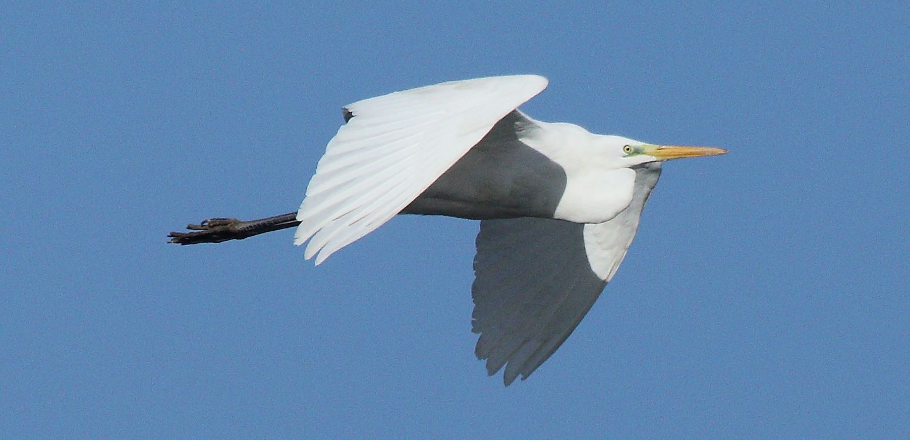 major white 29-01-2022