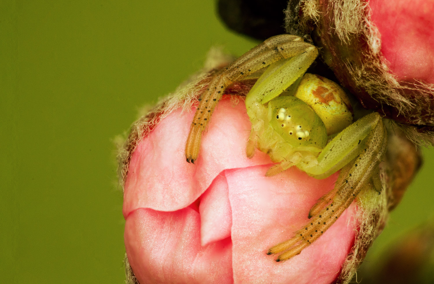 Spider crab of peach blossom