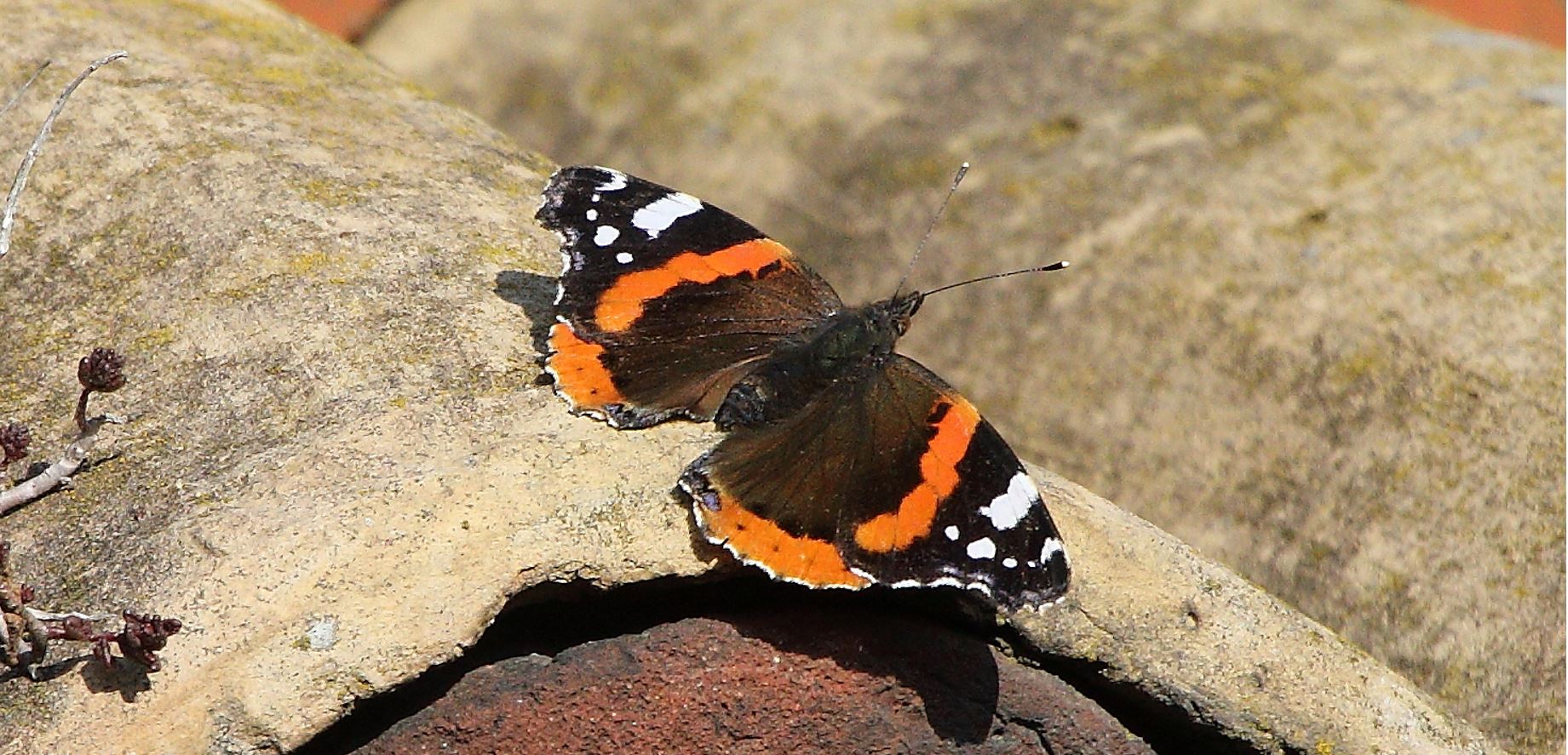 Butterfly 31-01-2022