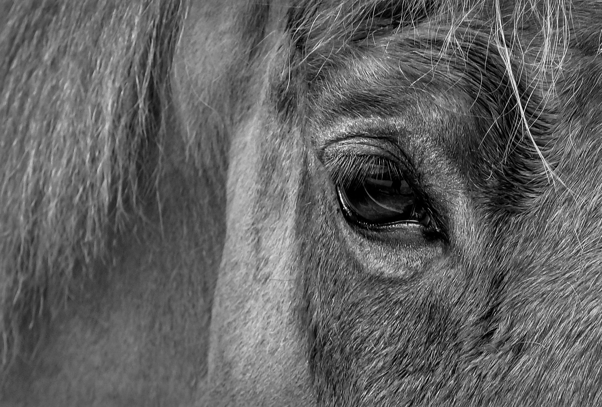 A Horse With No Name....