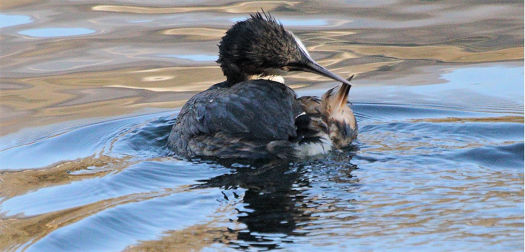 Grebe 29-01-2022