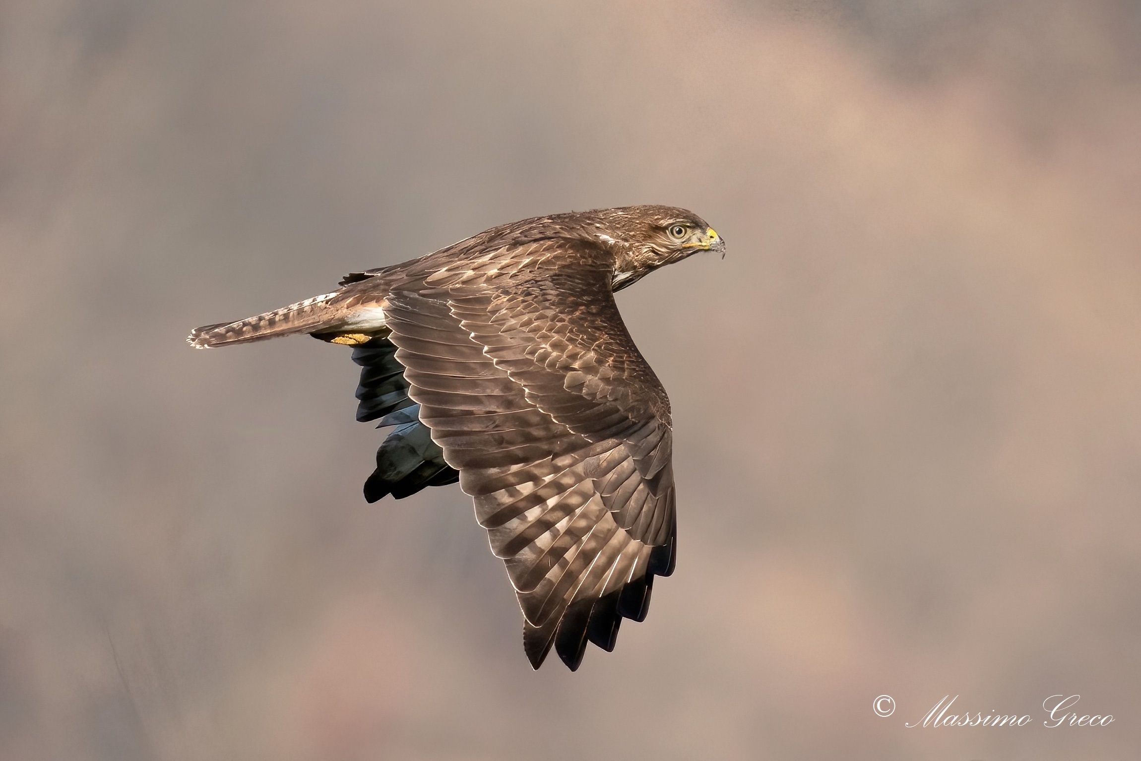 Poiana (Buteo buteo)