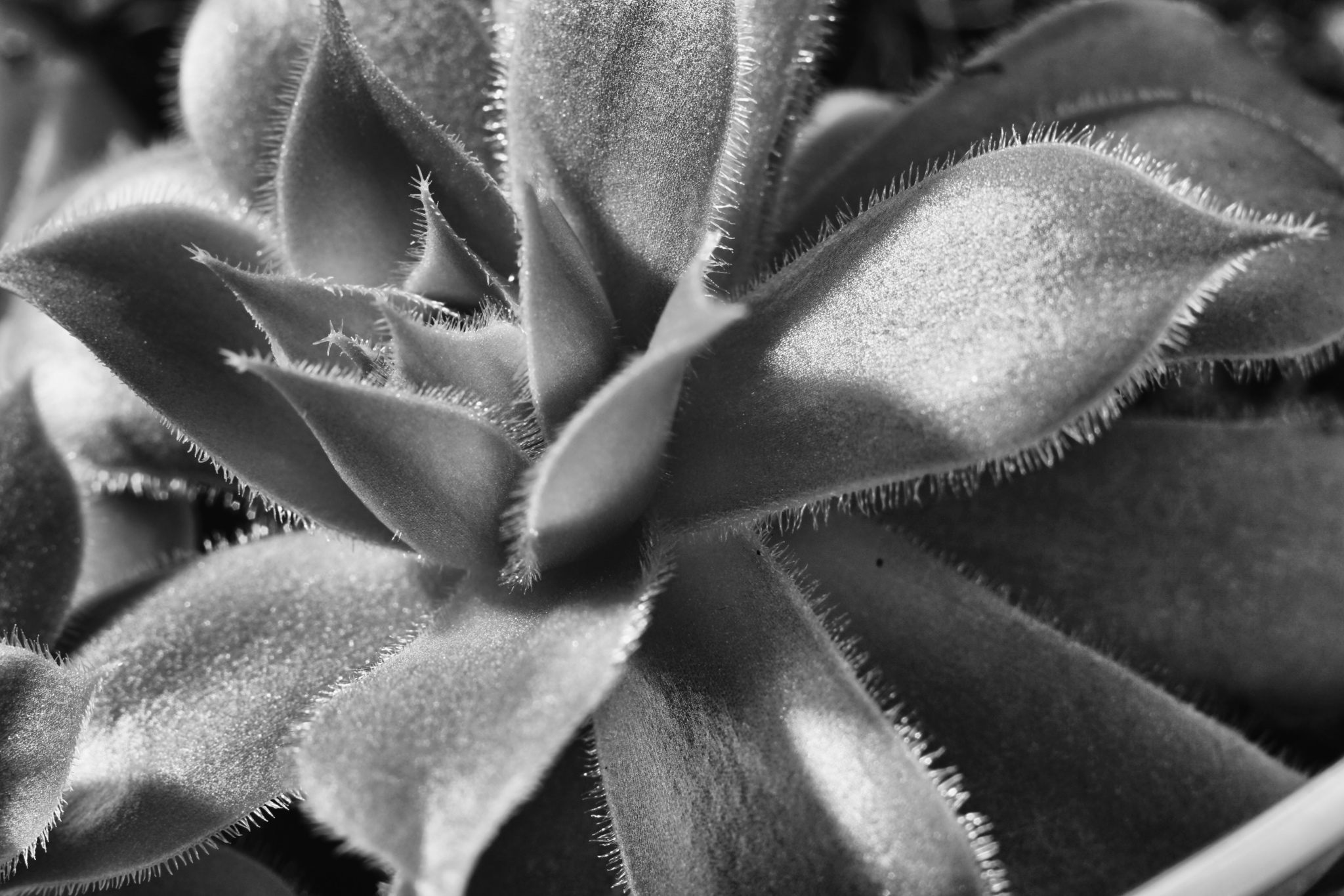 La nuova pianta grassa