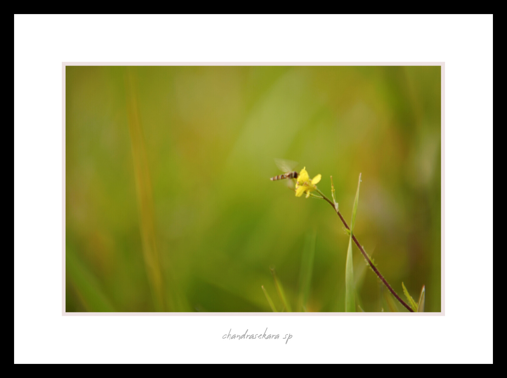 Natura toscana