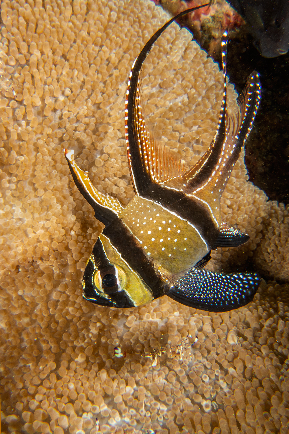 Pesce cardinale di Banggai