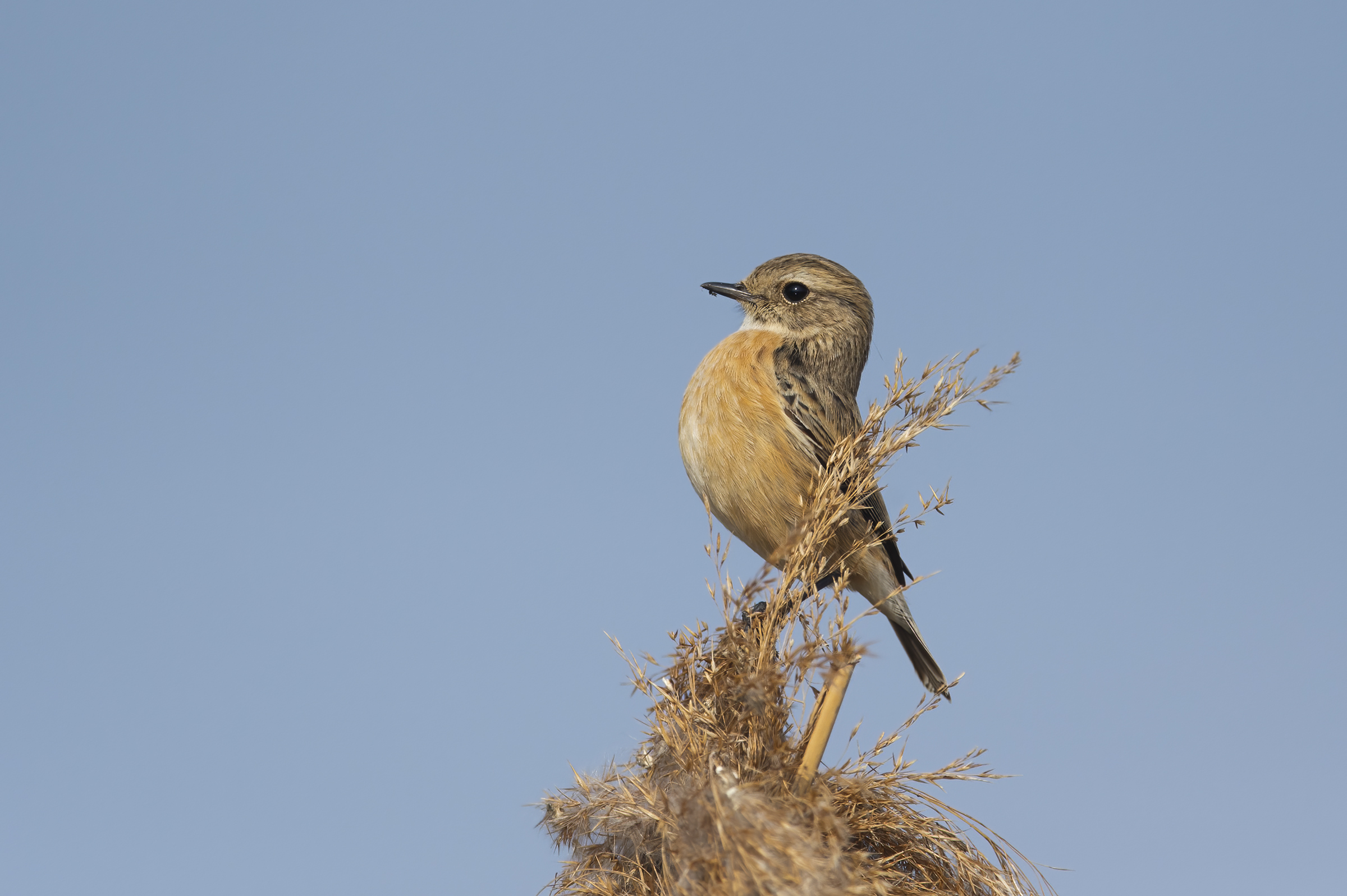 Saltimpalo (Saxicola torquatus)