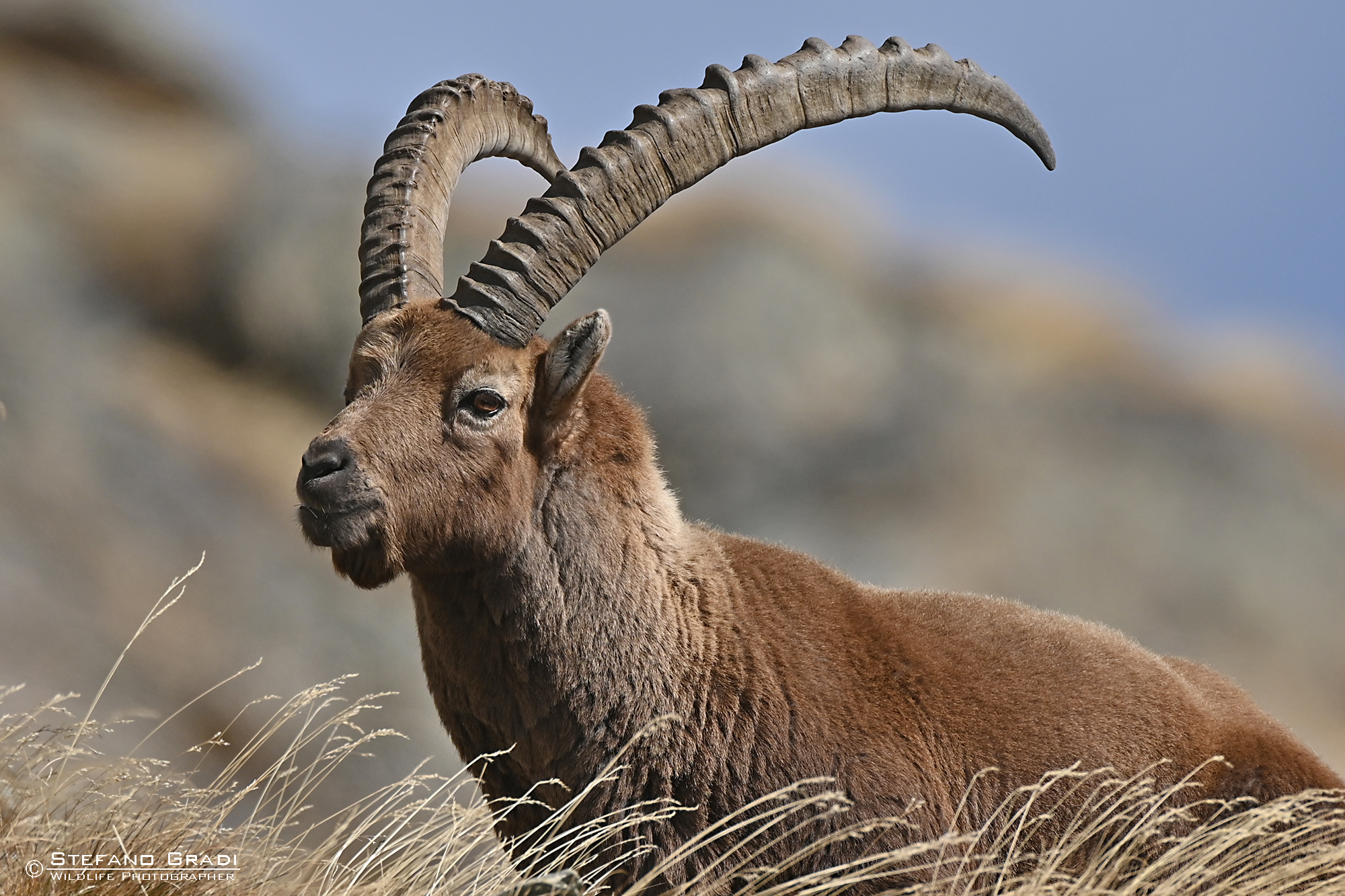 ibex