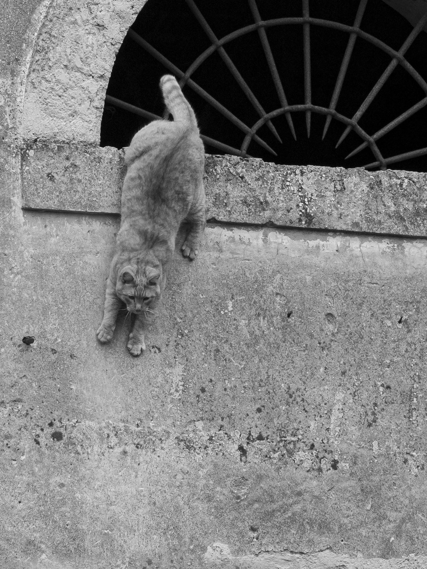 Spidercat