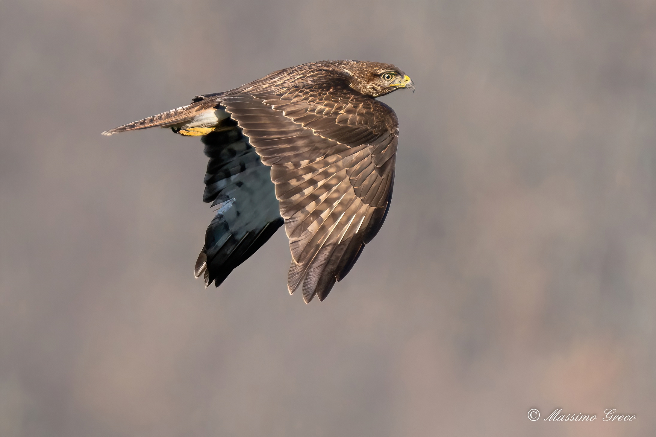Buzzard (Buteo buteo)