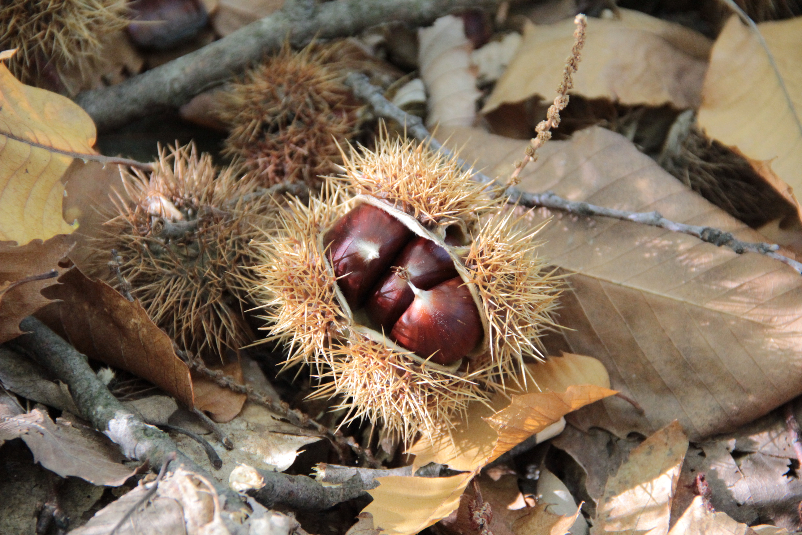 Riccio  castagne