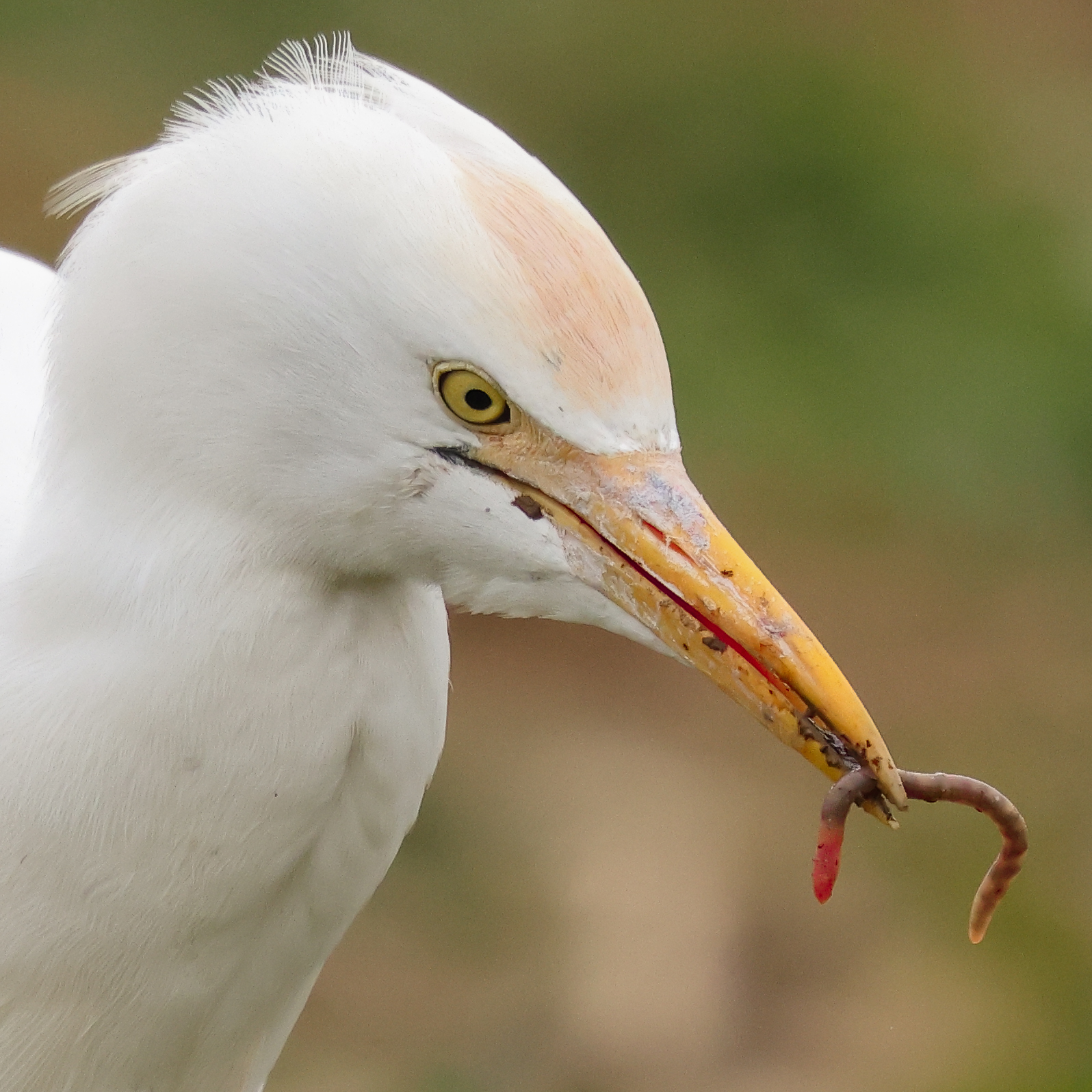 Oggi a pranzo ? Vermicelli