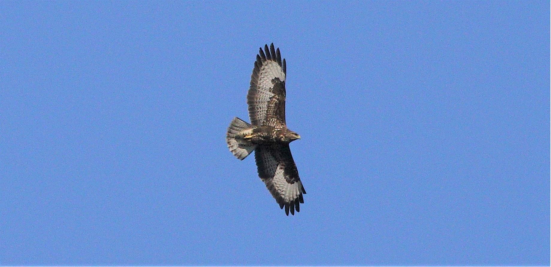 Buzzard 29-01-2022