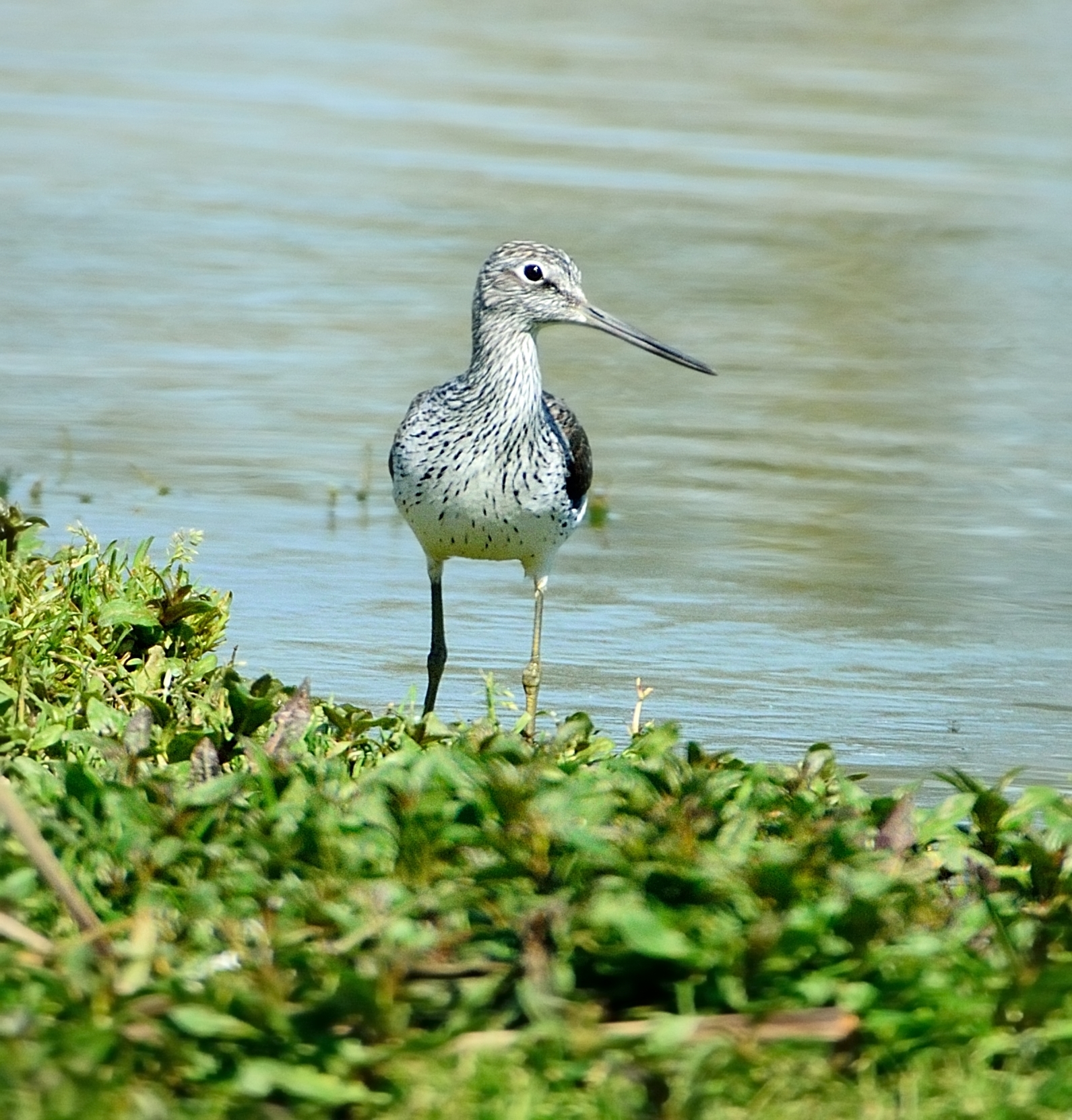 Pantana (Tringa nebularia)