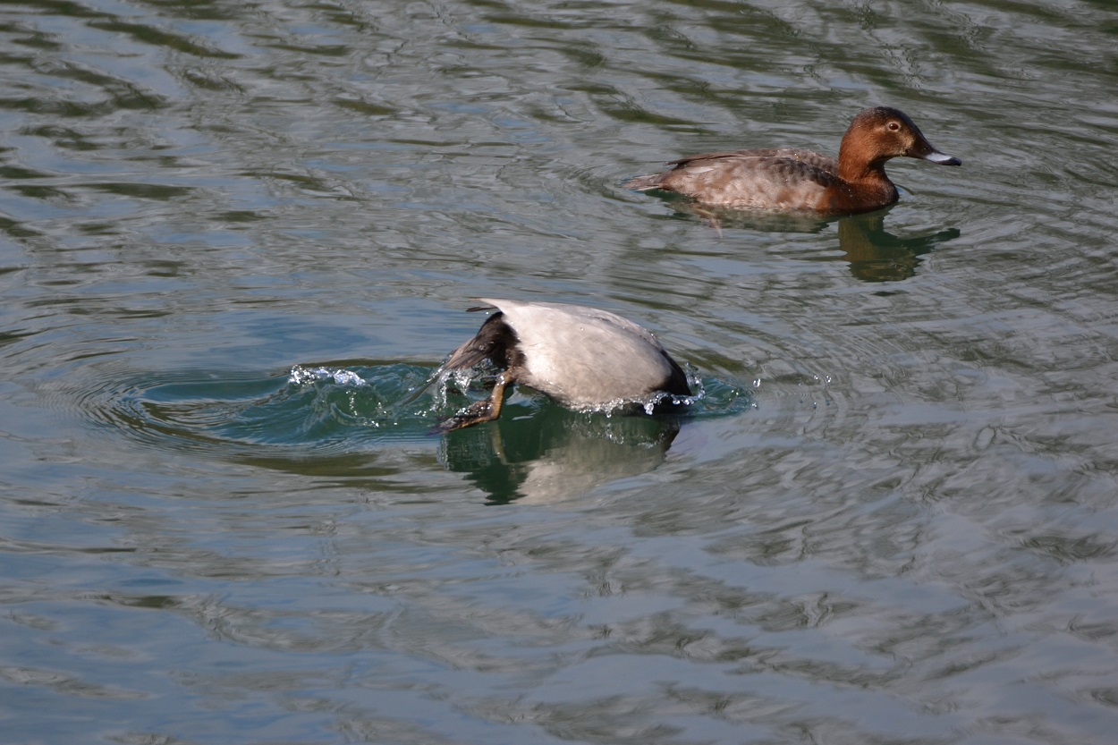 diving ducks