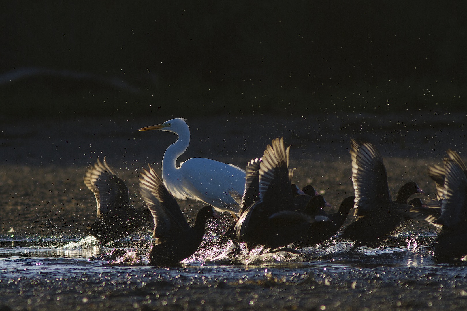 Flight at sunset
