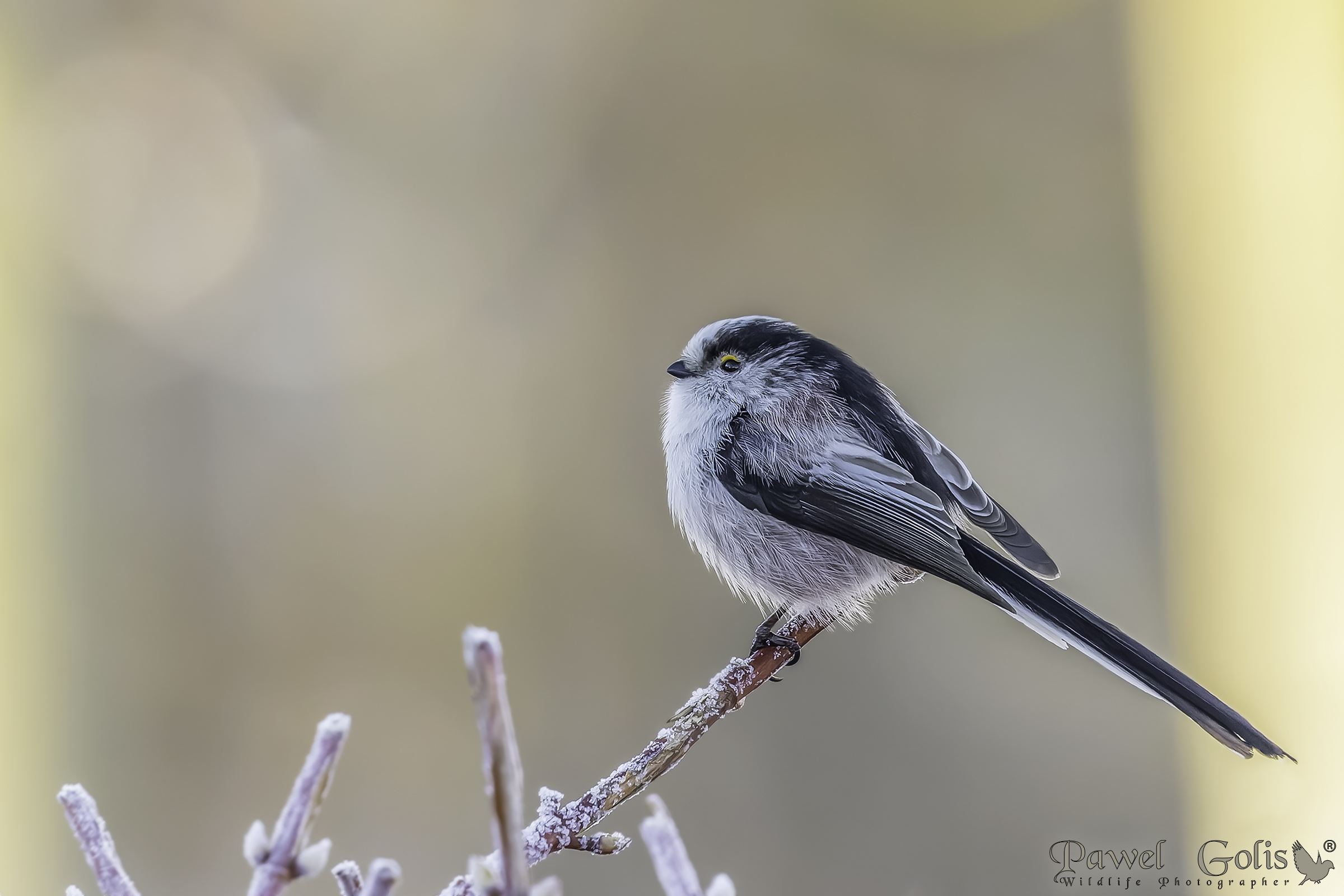 Bushtit dalla coda lunga (Aegithalos caudatus)