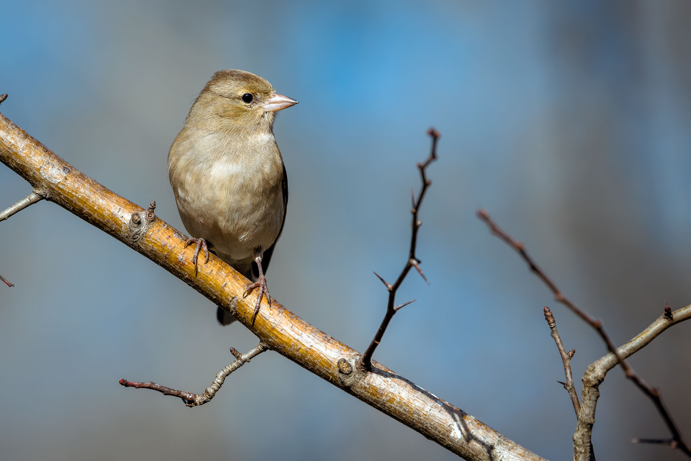 the young lookout
