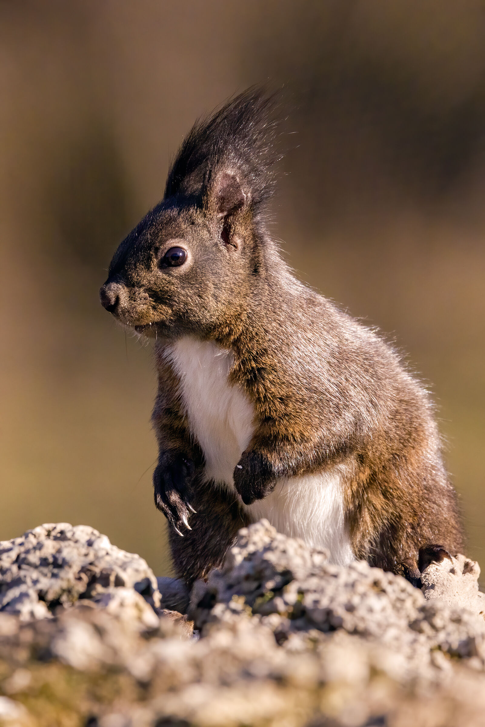 the squirrel