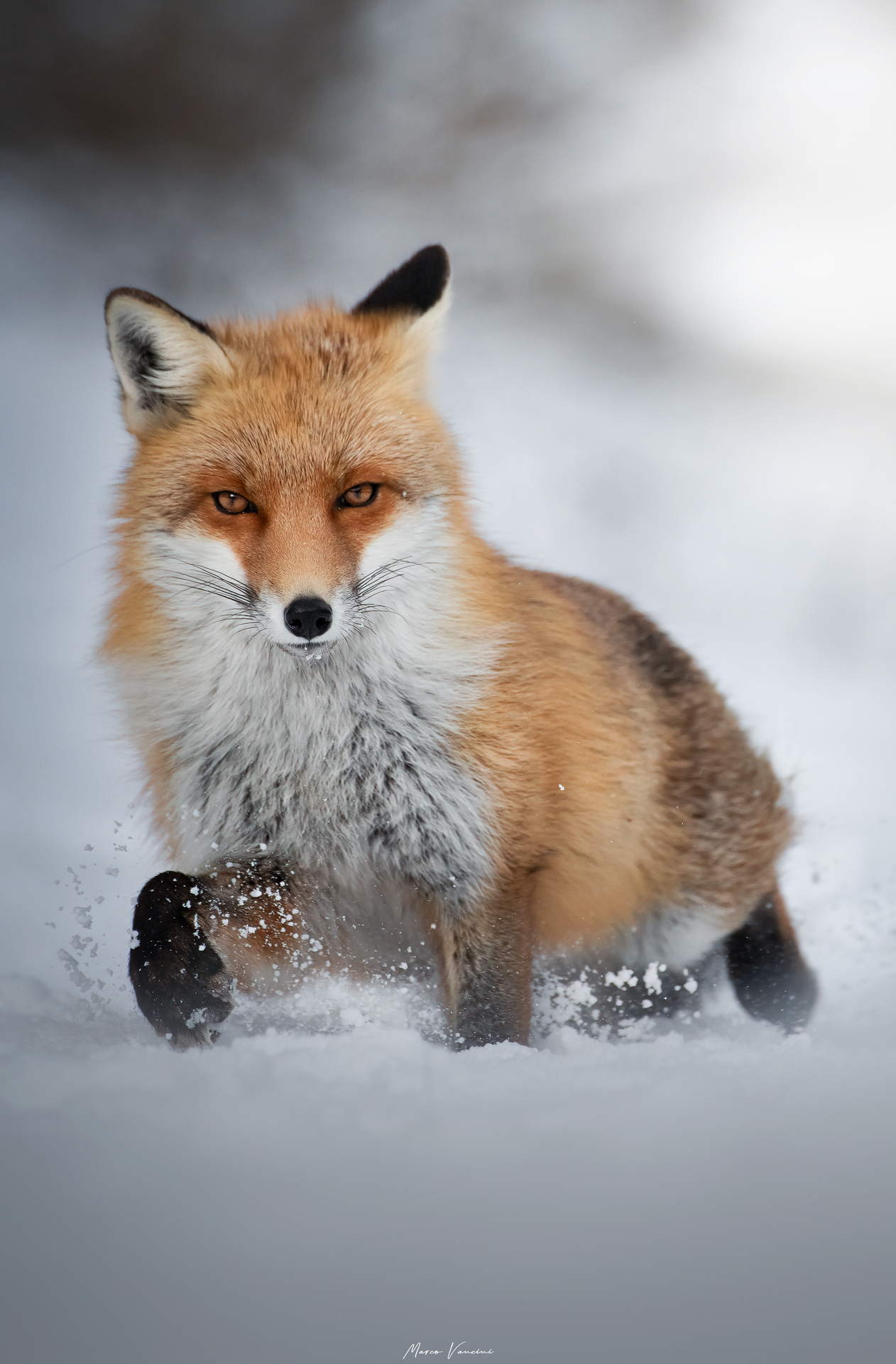 beautiful fox