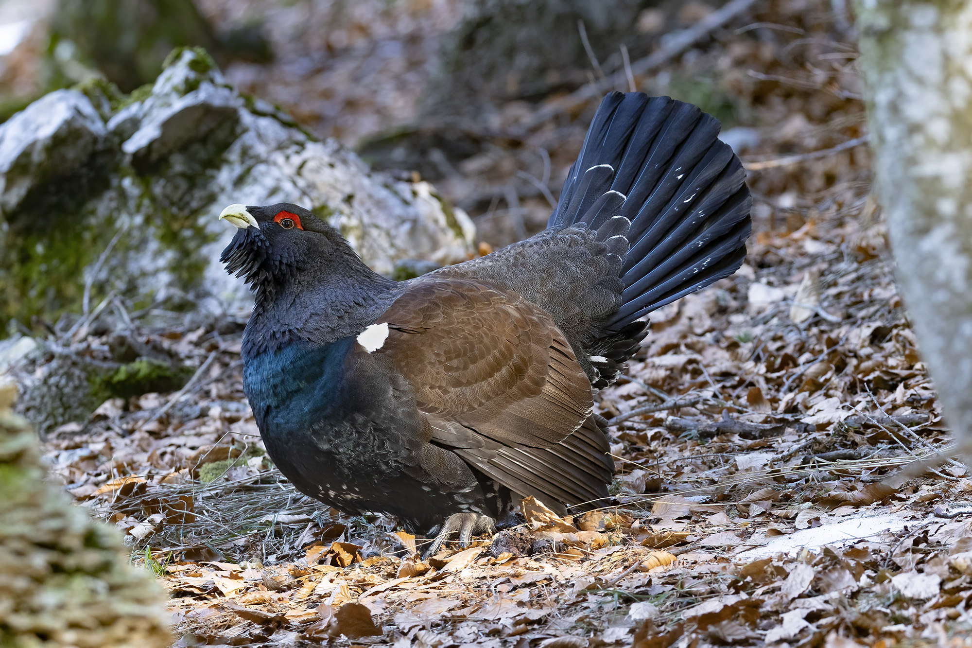 tra luci e ombre, gallo cedrone