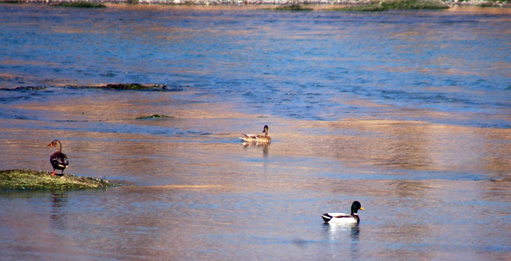 Mallard (Anas platyrhynchos)