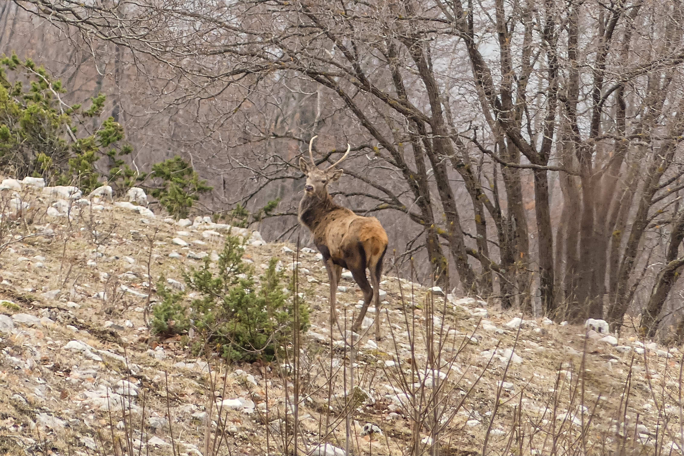 Noble Deer "D'Artagnan and his wooden mustache"