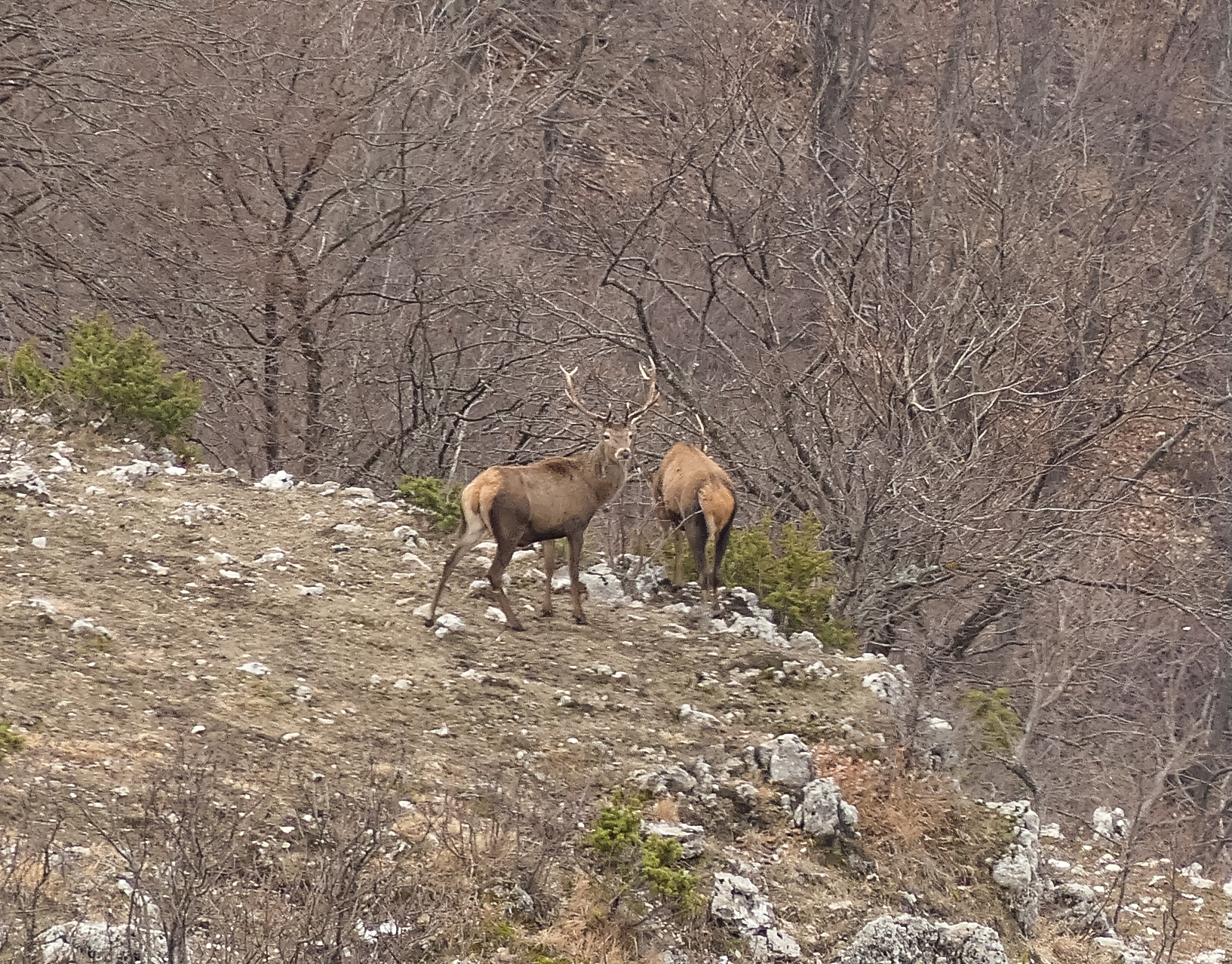 Noble Deer "The King posing"