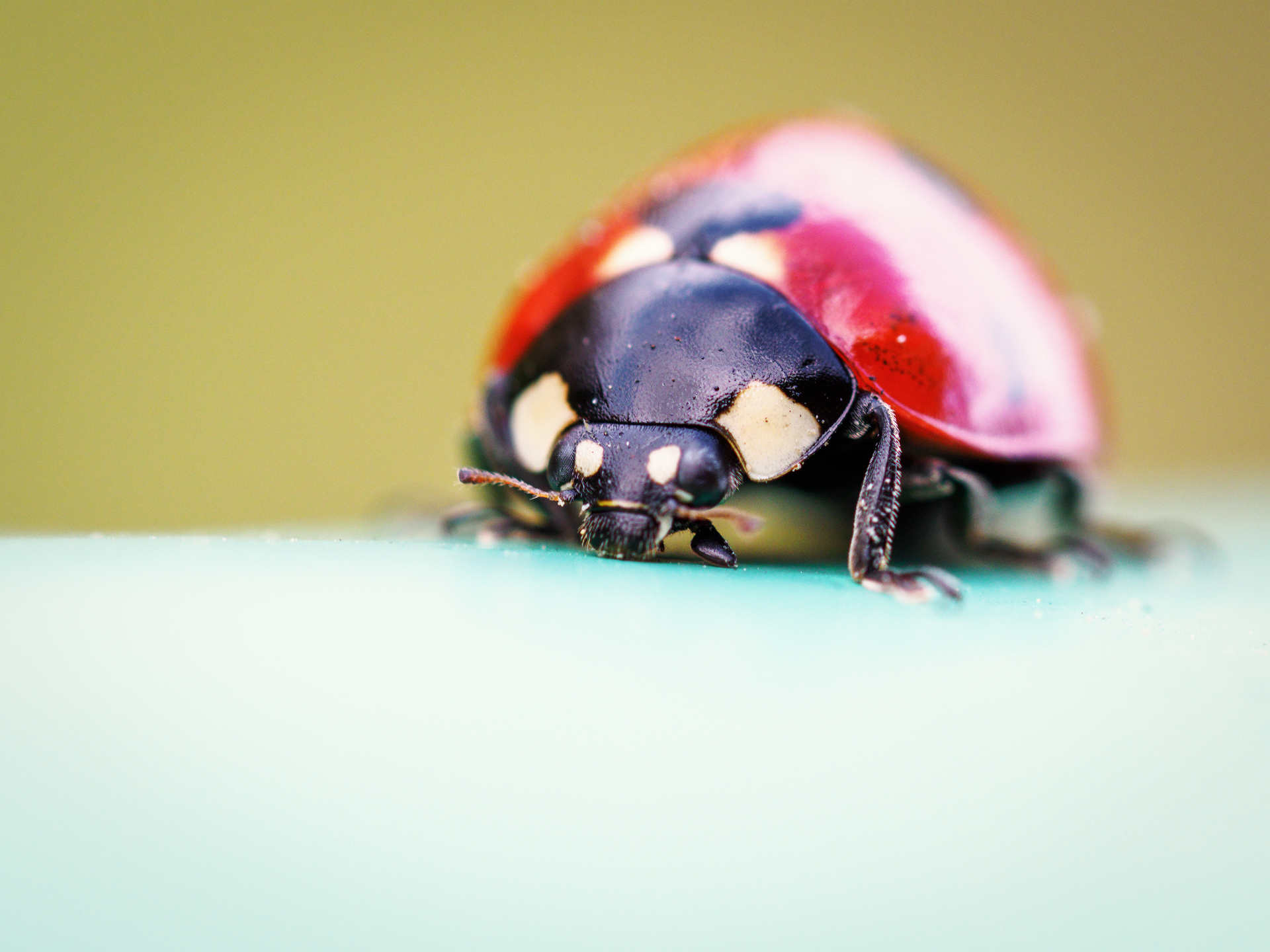Coccinella