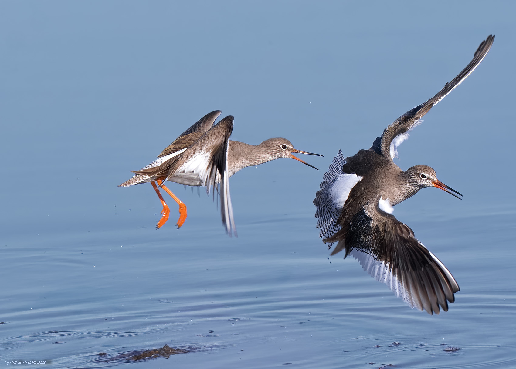 Gossip (Tringa totanus)