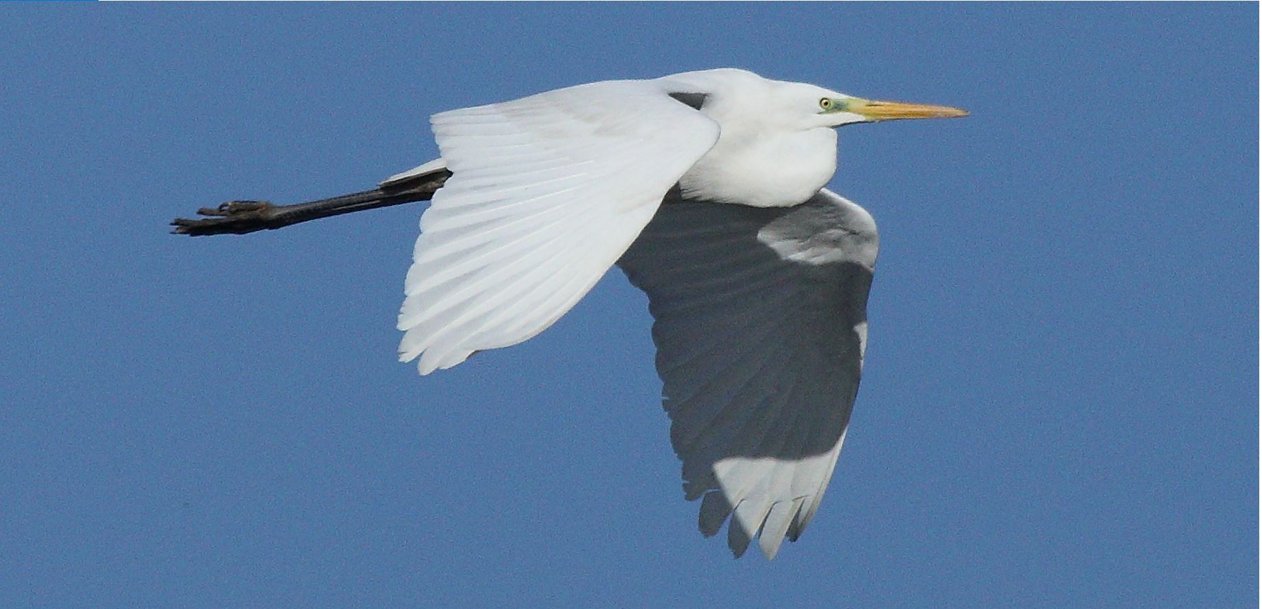 major white 29-01-2022