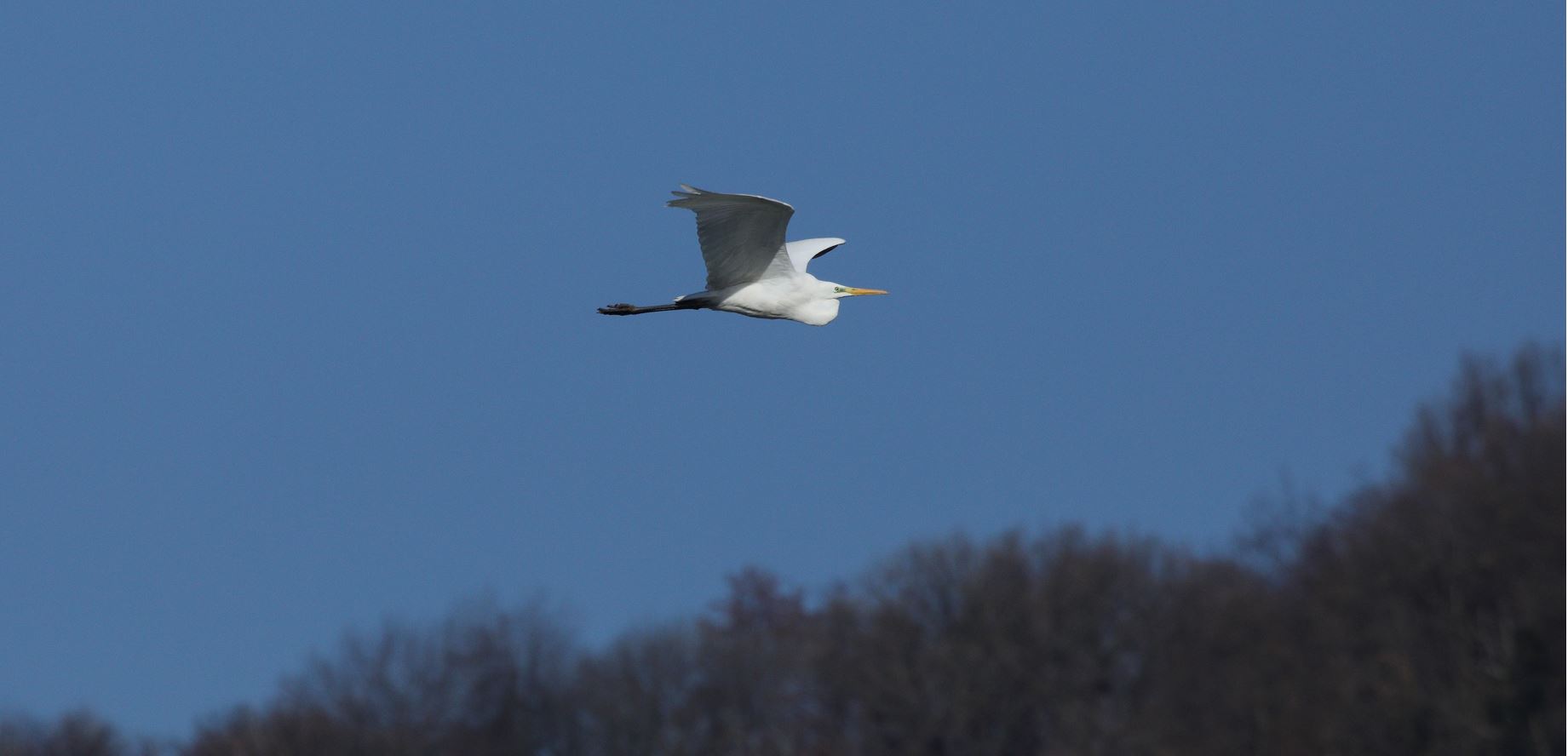 major white 29-01-2022