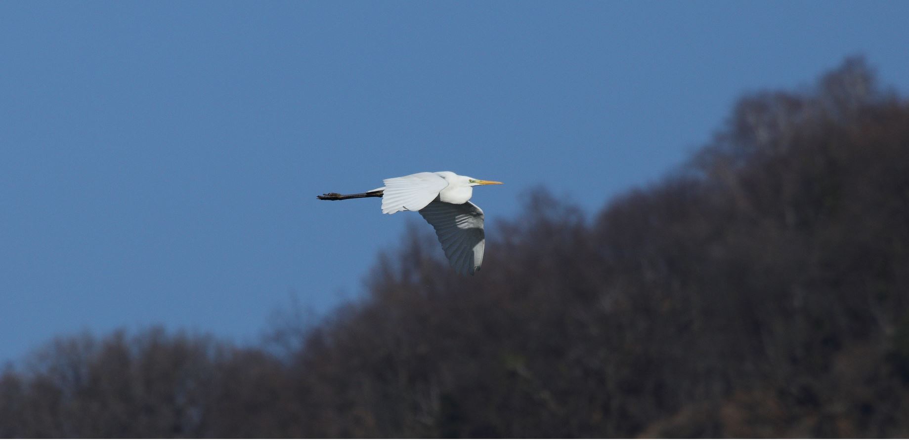 major white 29-01-2022