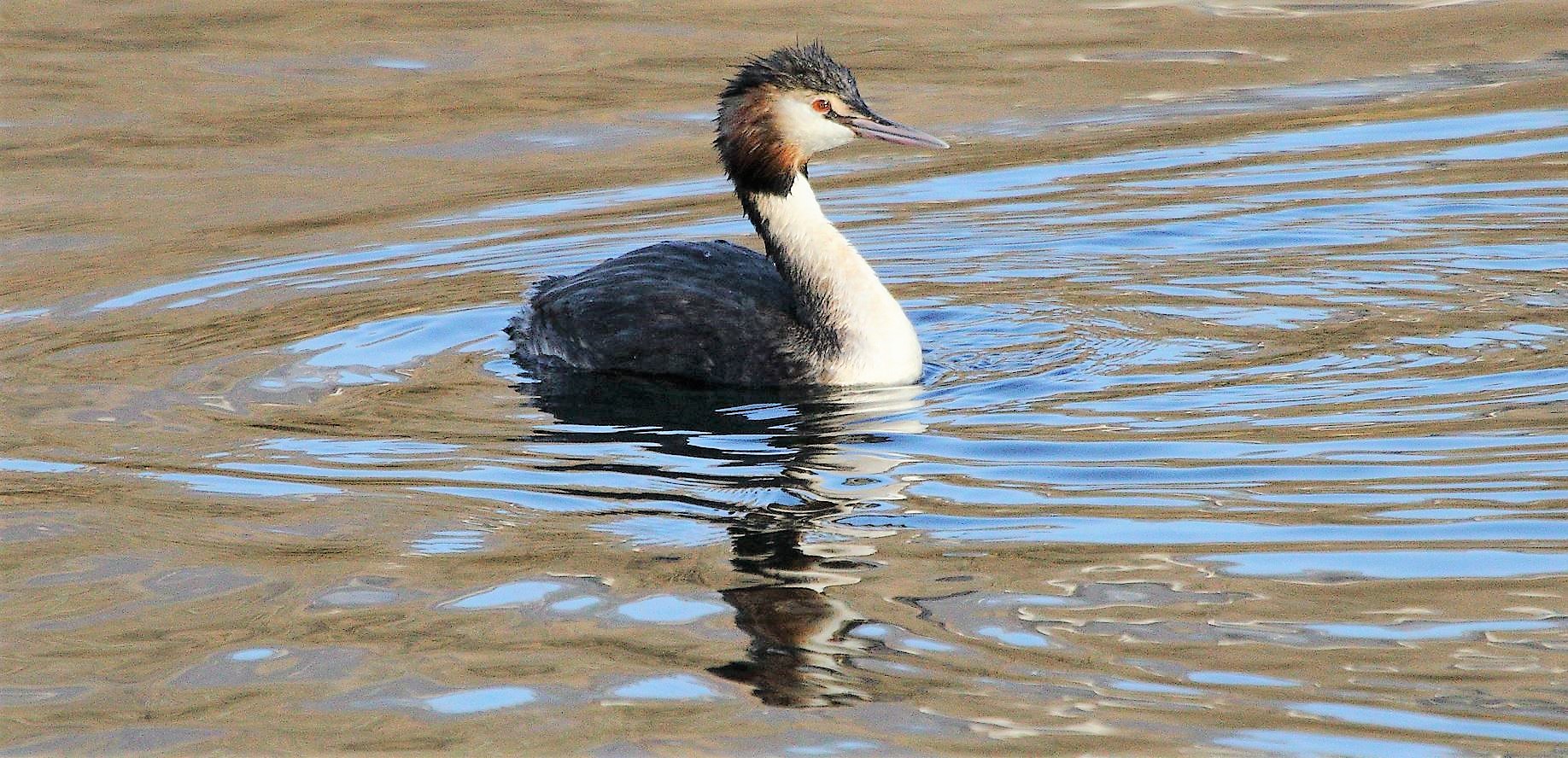 grebe 29-01-2022