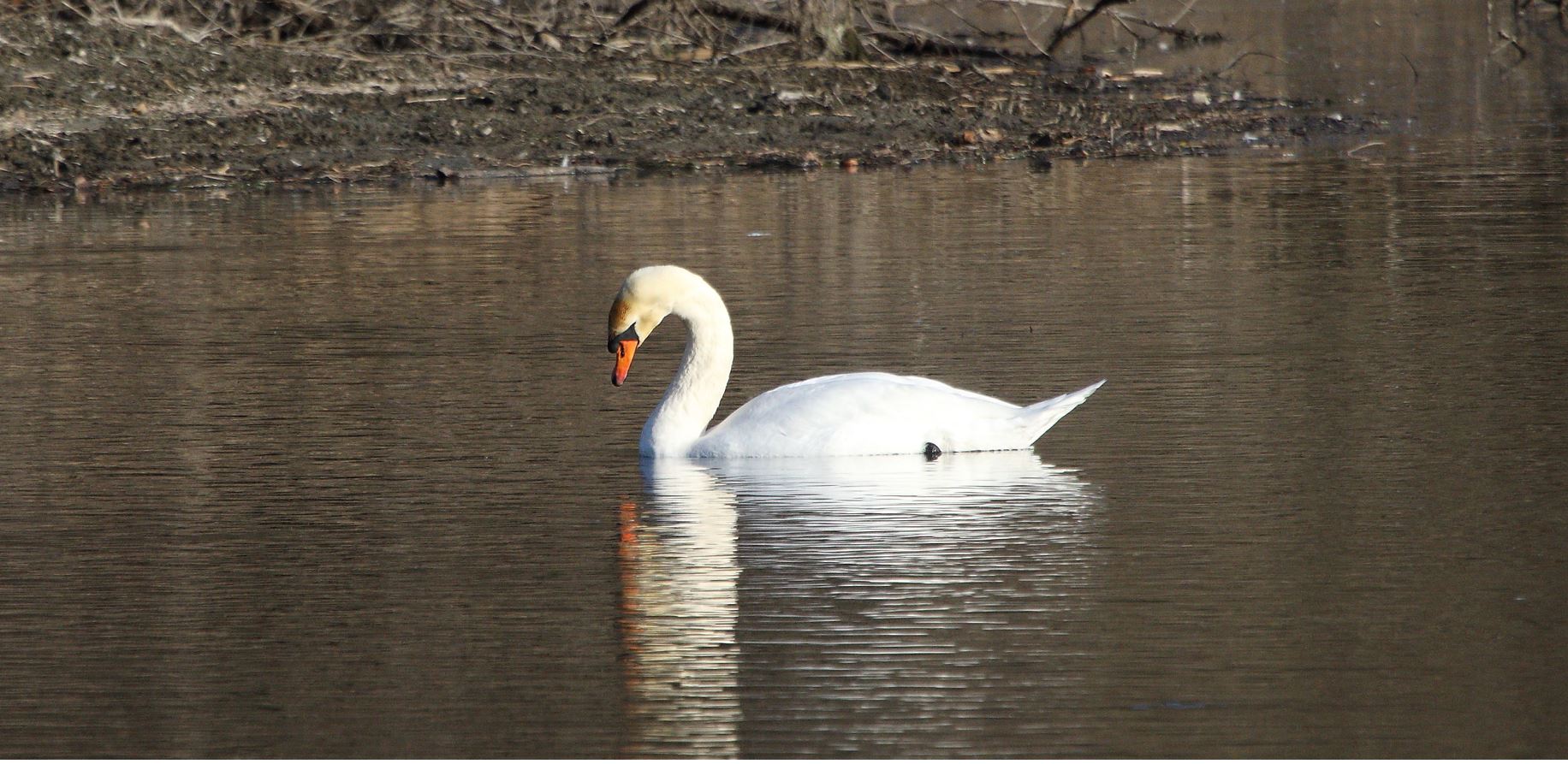 swan 29-01-2022