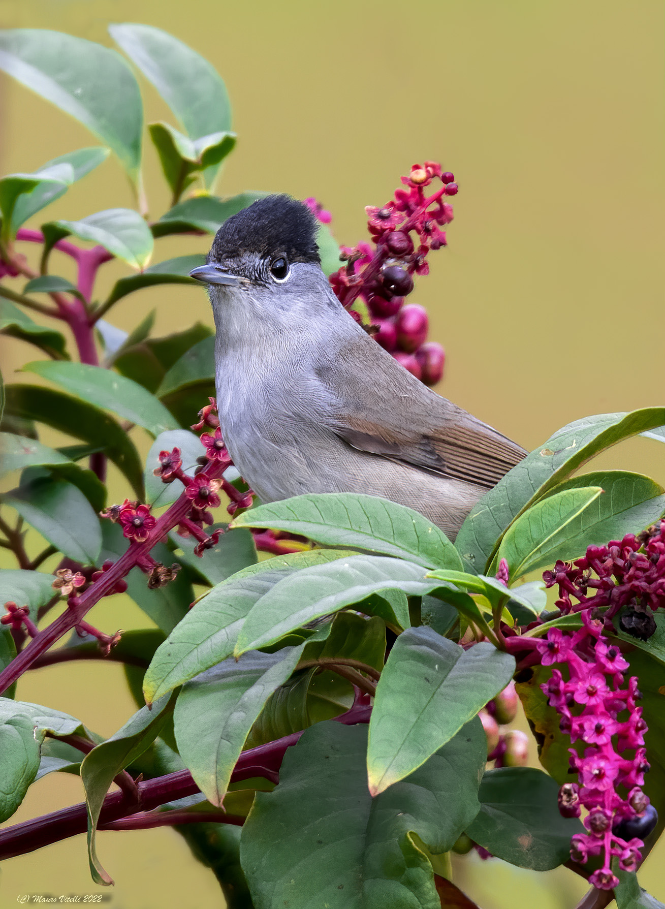 Blackcap (Sylvia atricapilla) M