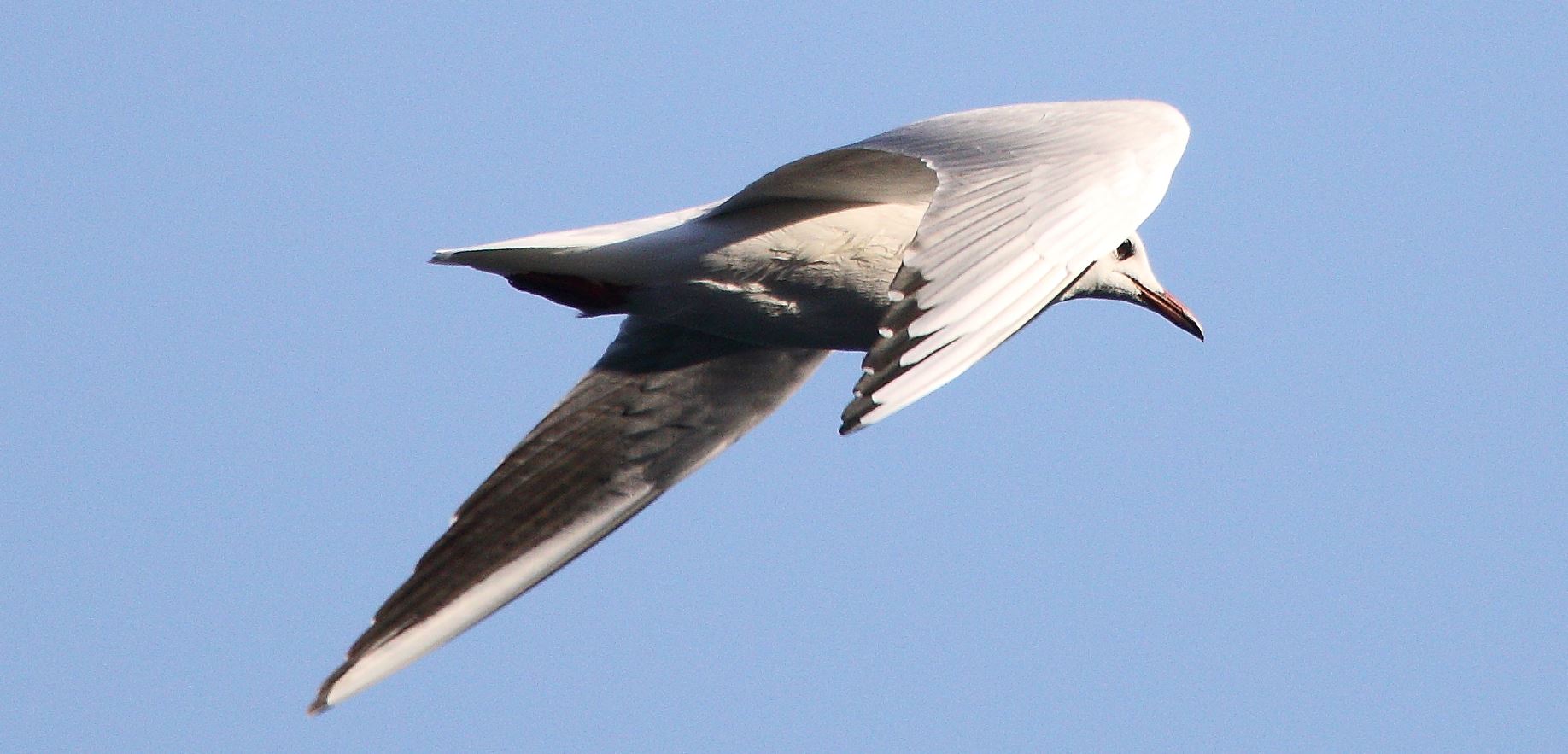 terrestrial gull 29-01-2022