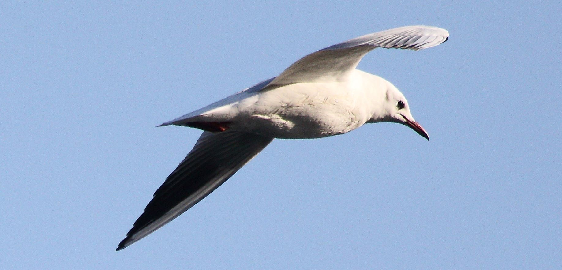 terrestrial gull 29-01-2022