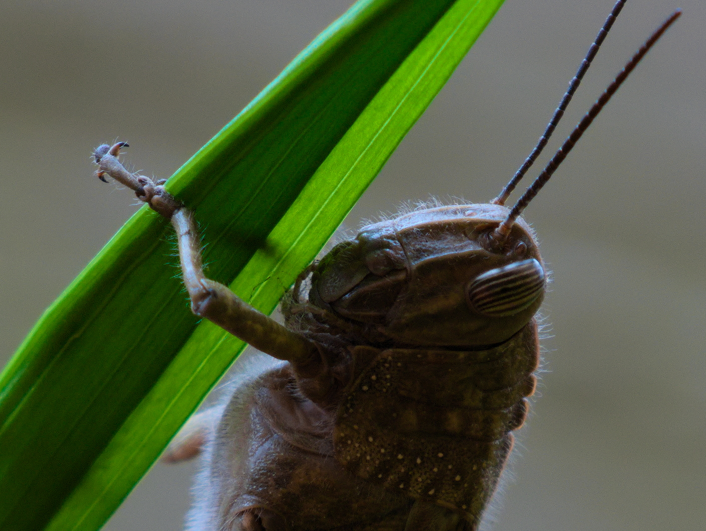 Grasshopper