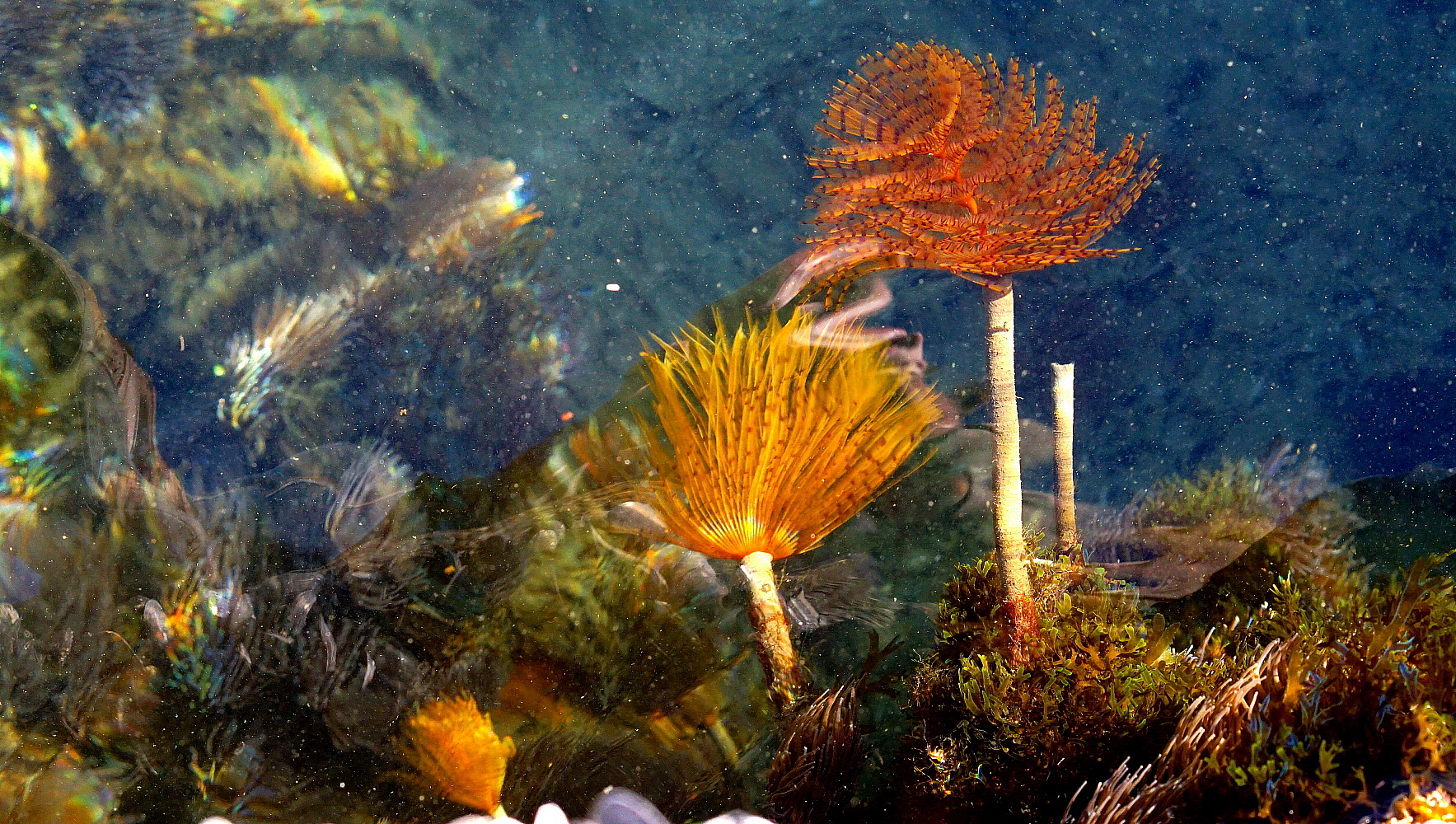 Evanescenze fuoraquee!