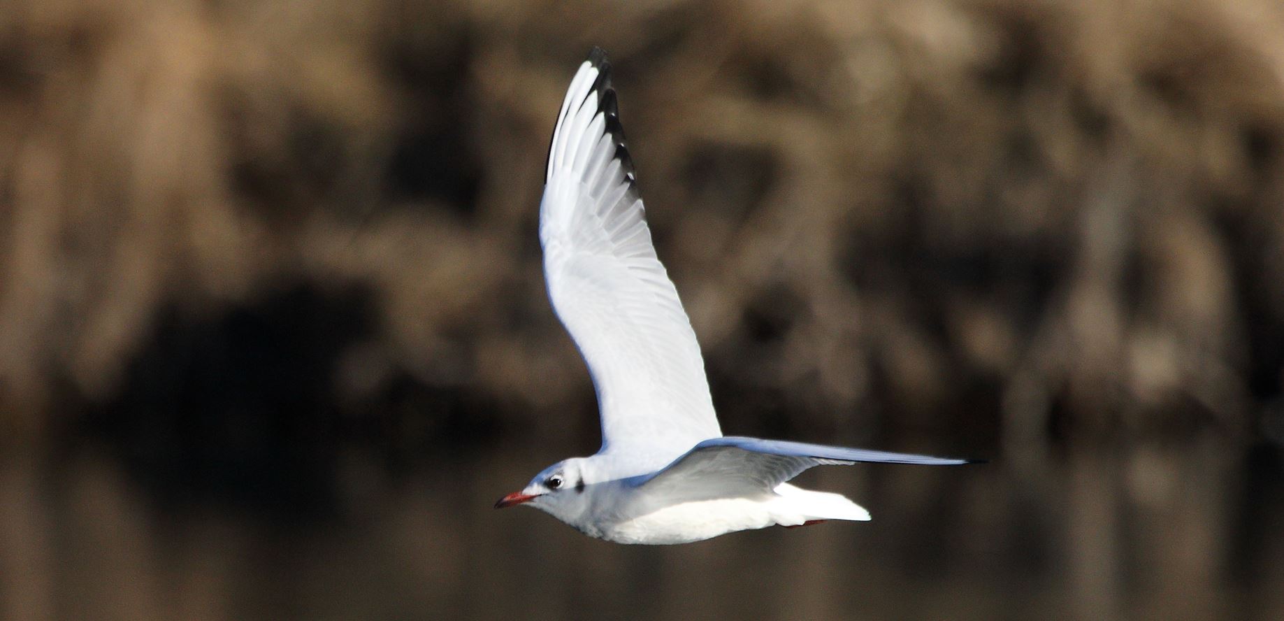 terrestrial gull 29-01-2022