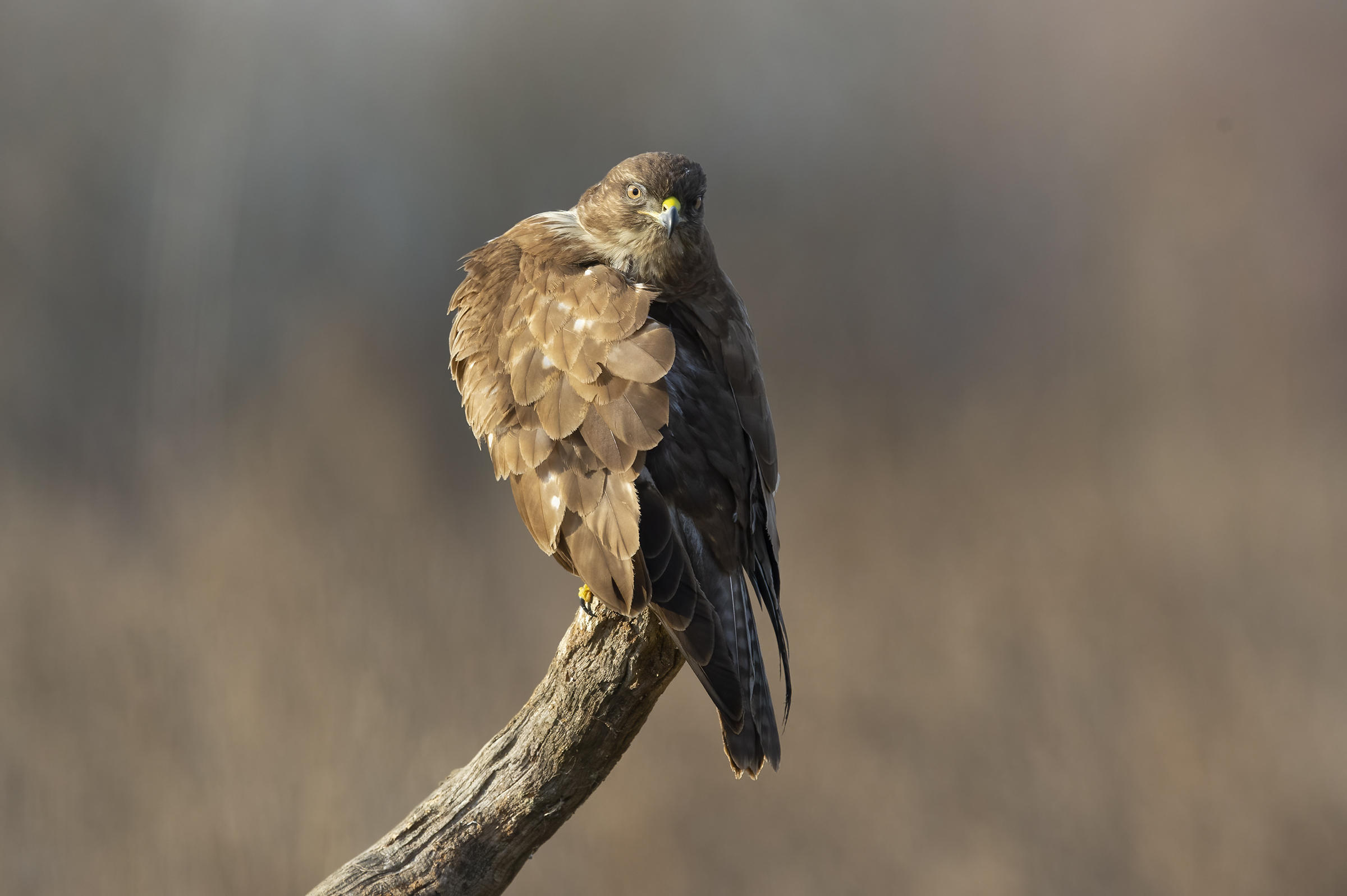 Buzzard (Buteo buteo)