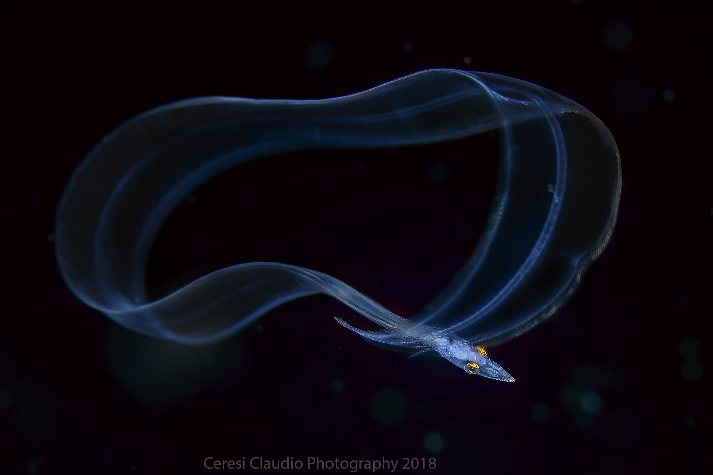 ribbon eel  larval phase  rhinomurenae quaesita  Anilao