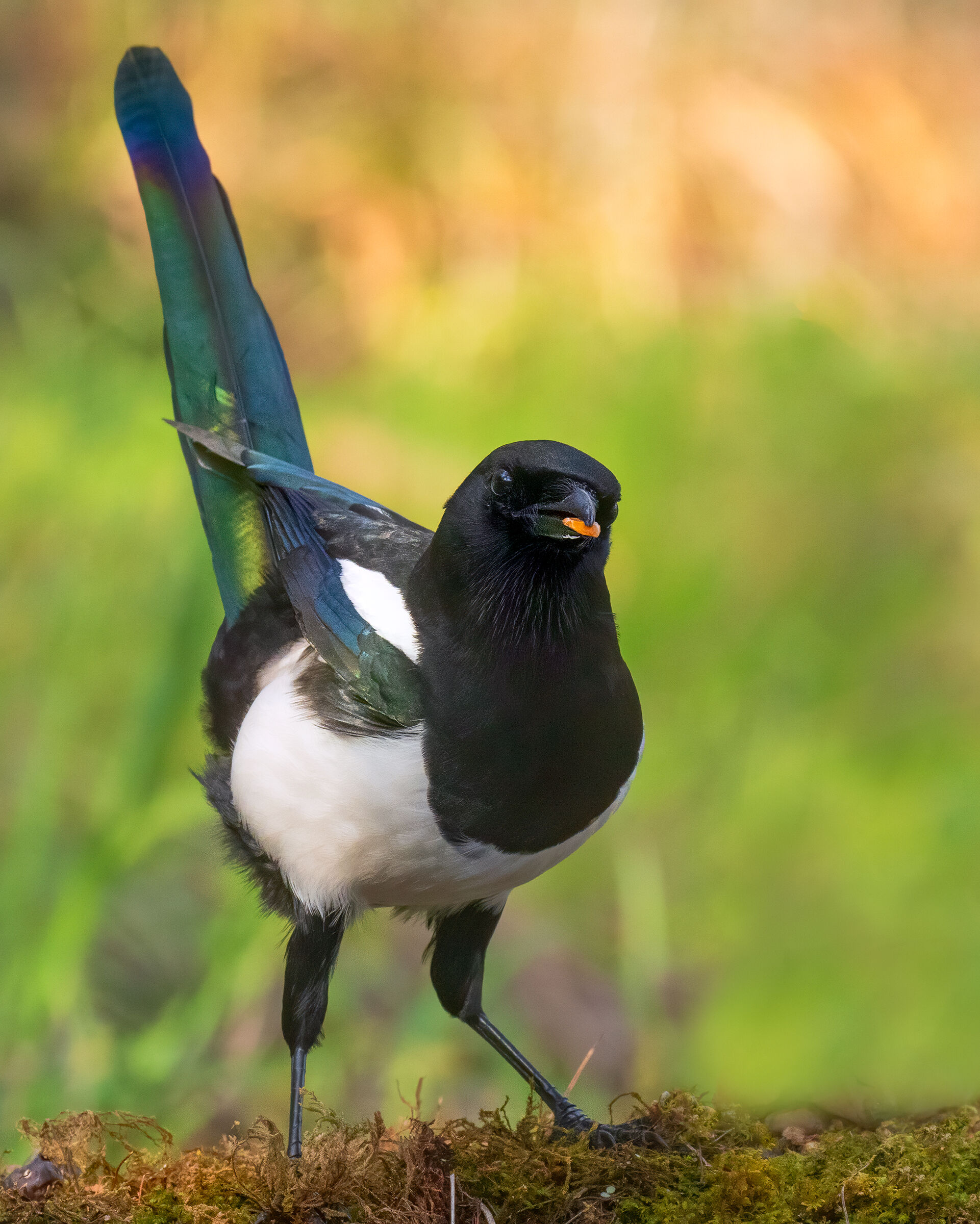 Magpie