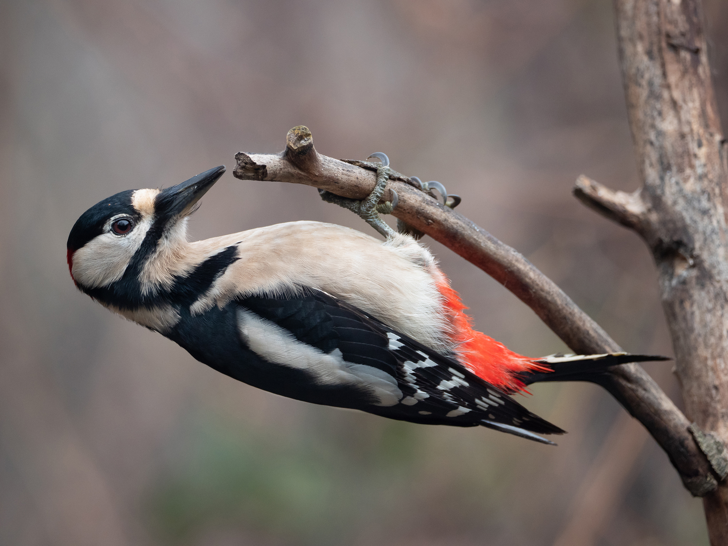 Picchio Rosso Maggiore (M)