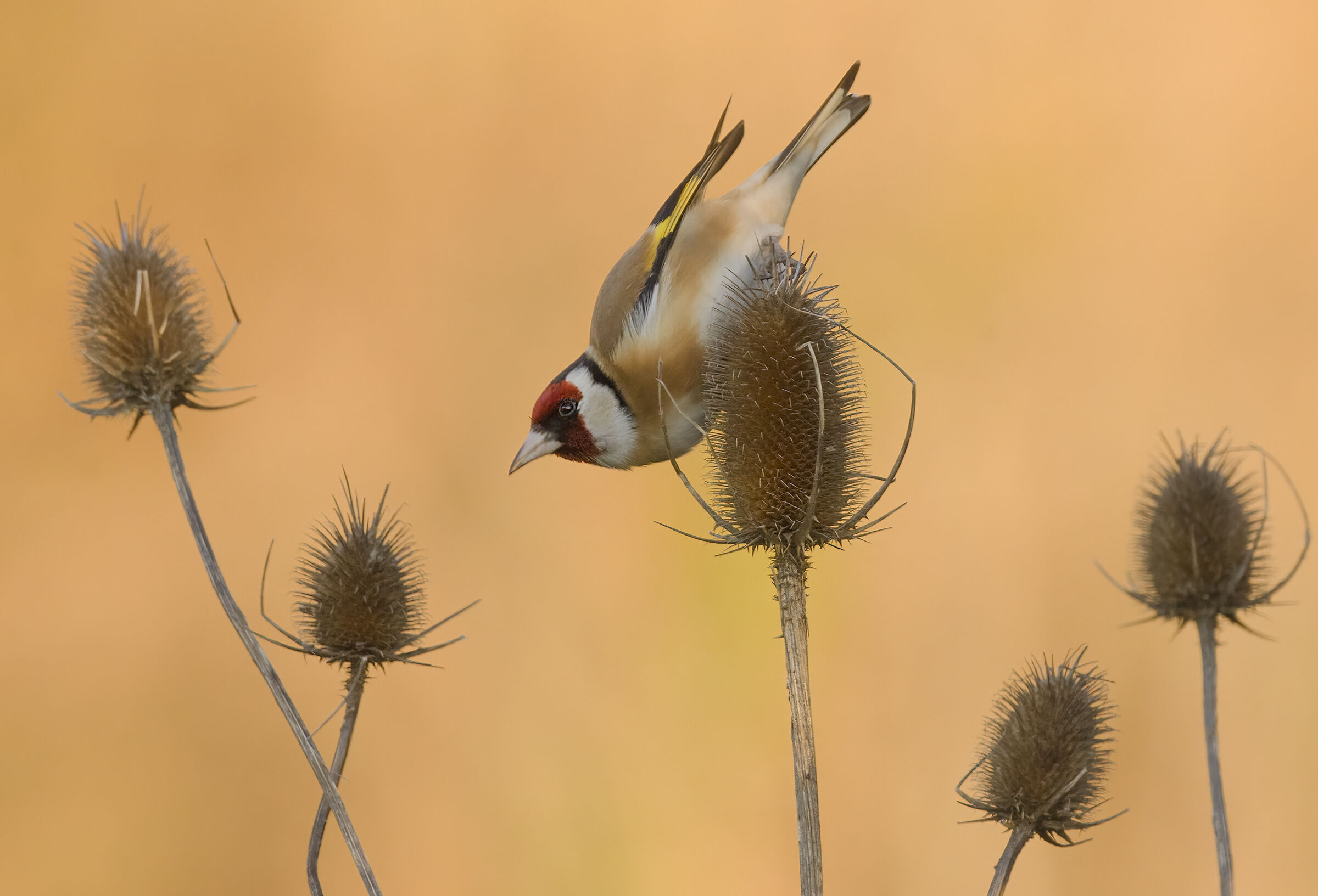 Goldfinch