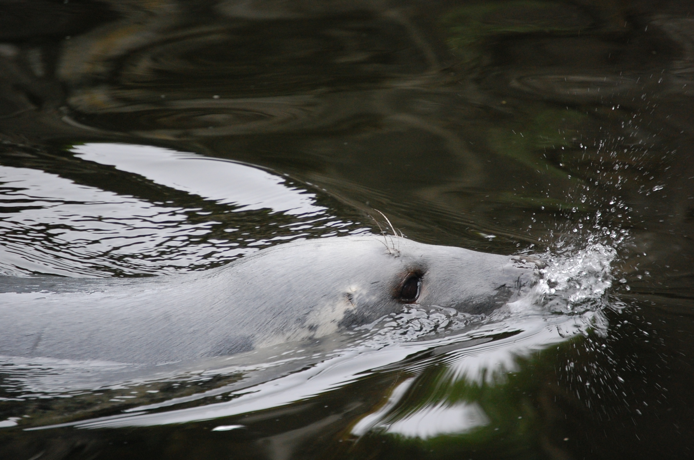il respiro della foca